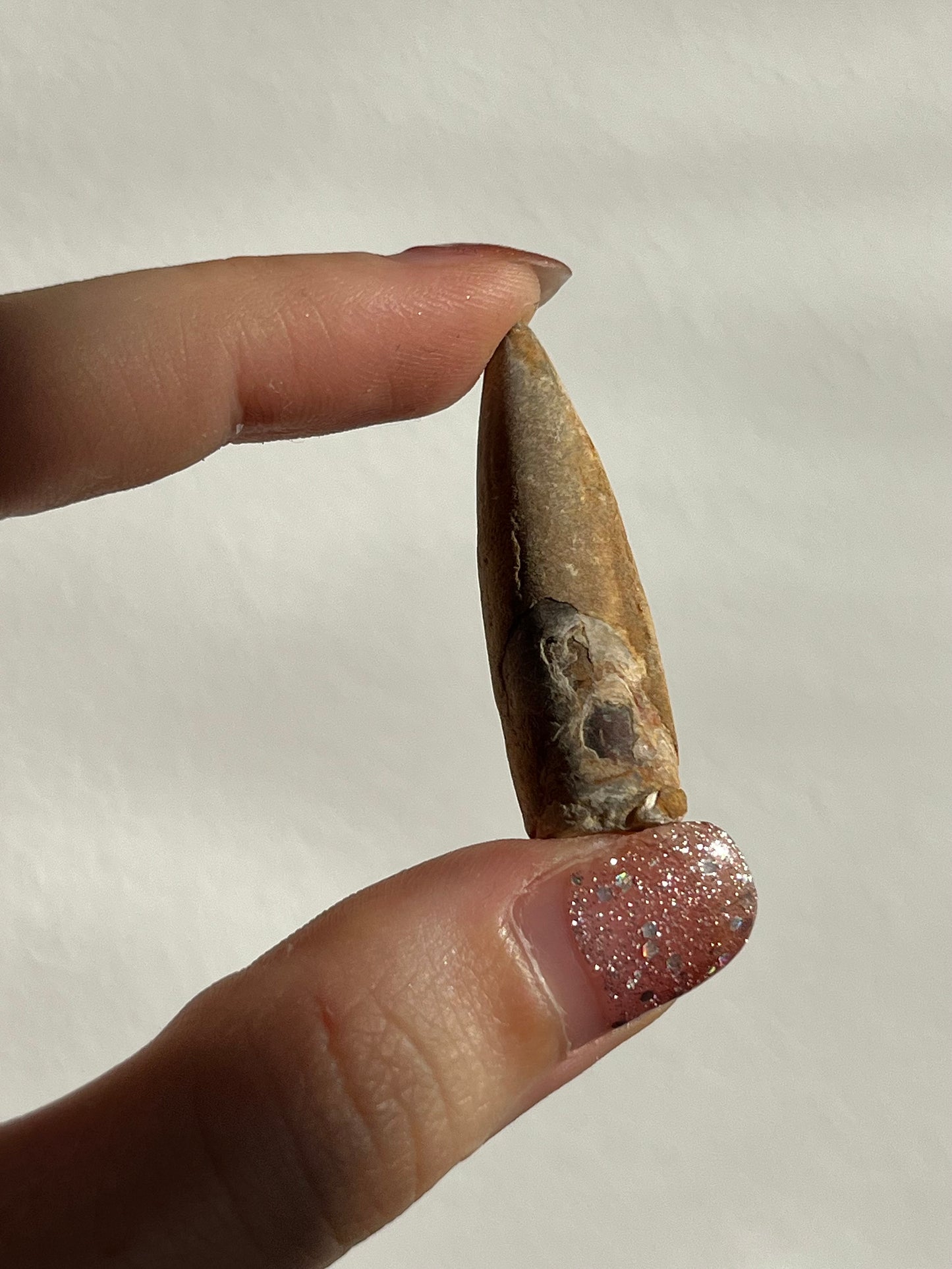 Belemnite Fossil