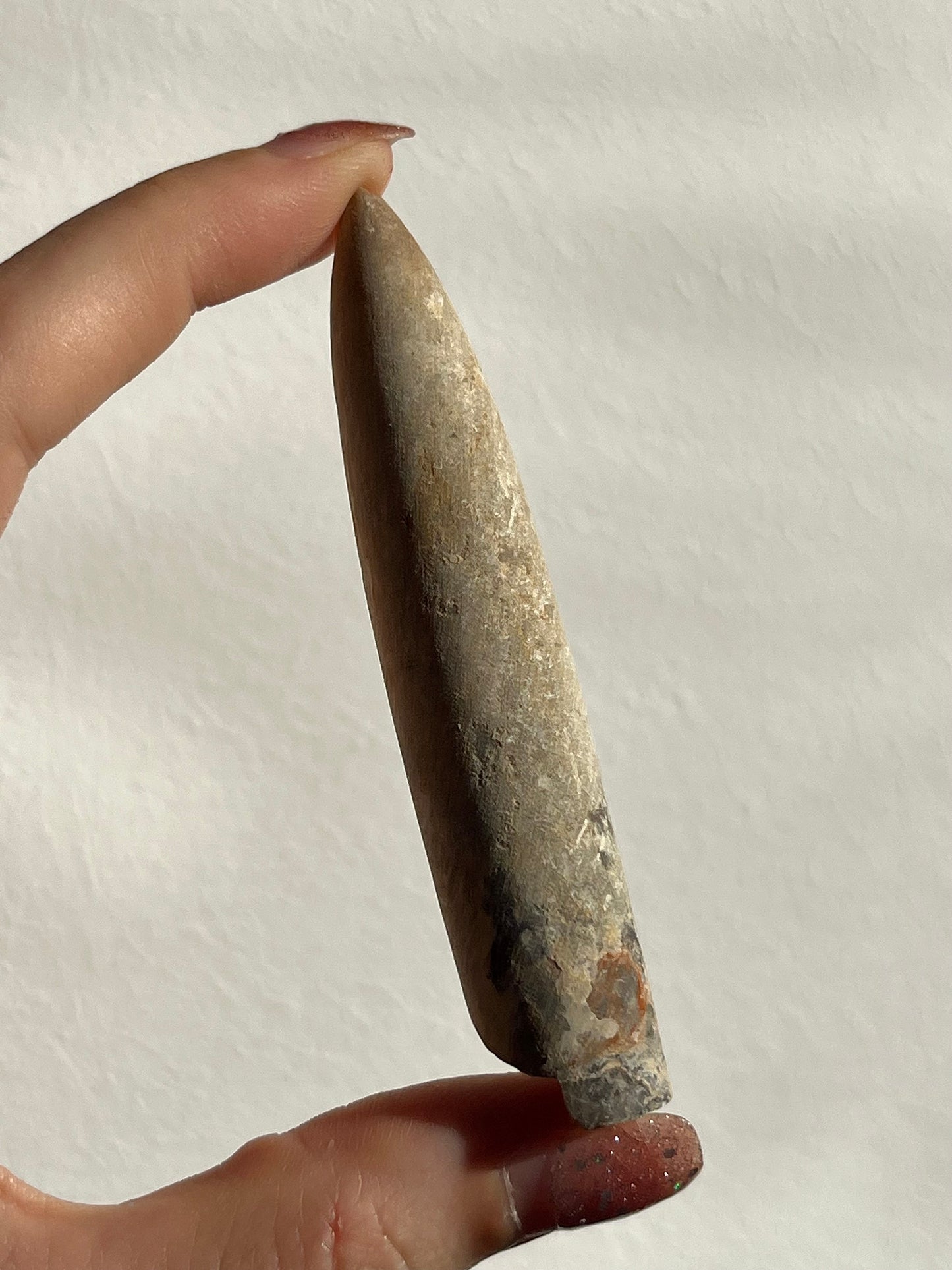 Belemnite Fossil
