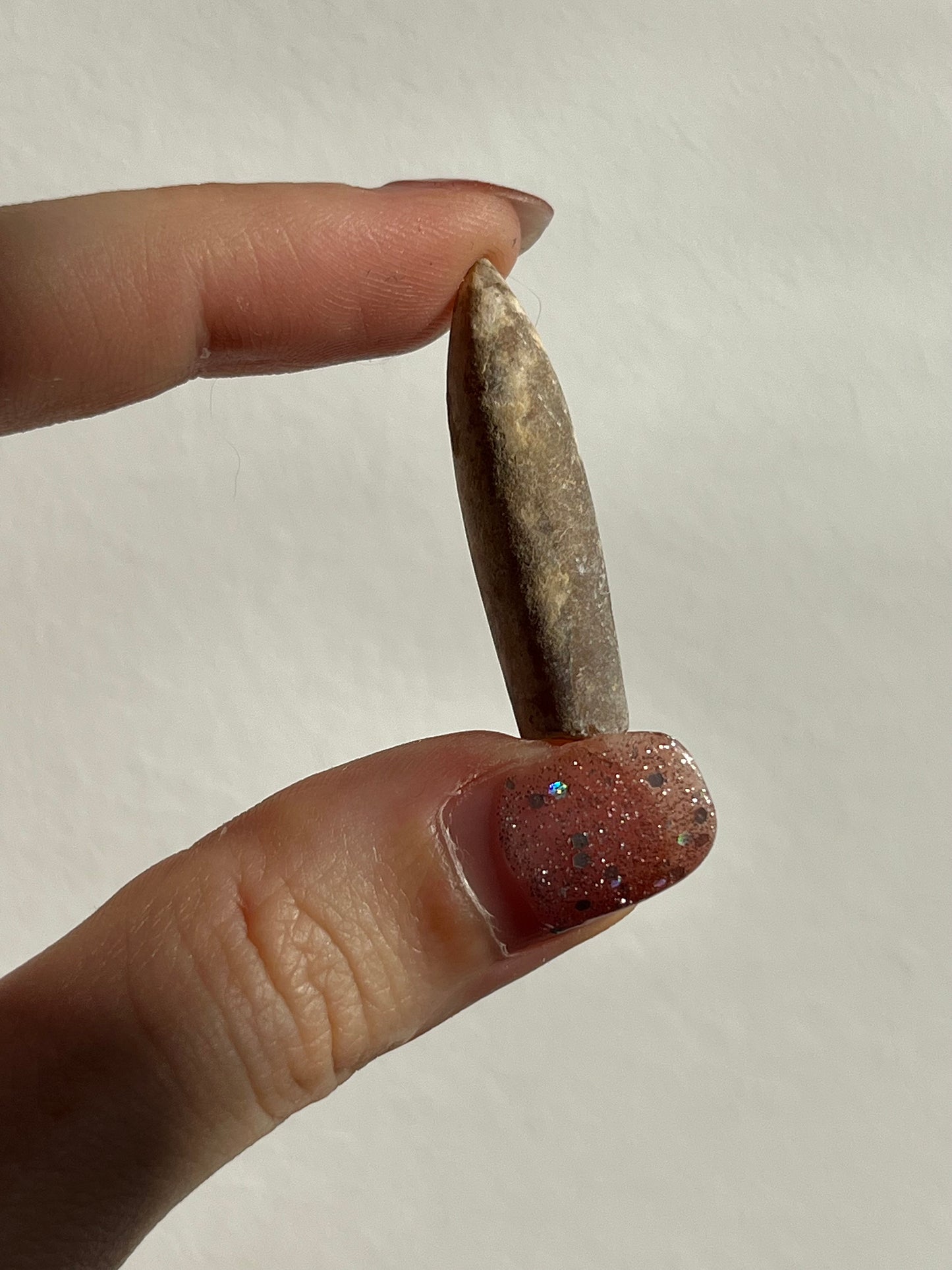 Belemnite Fossil