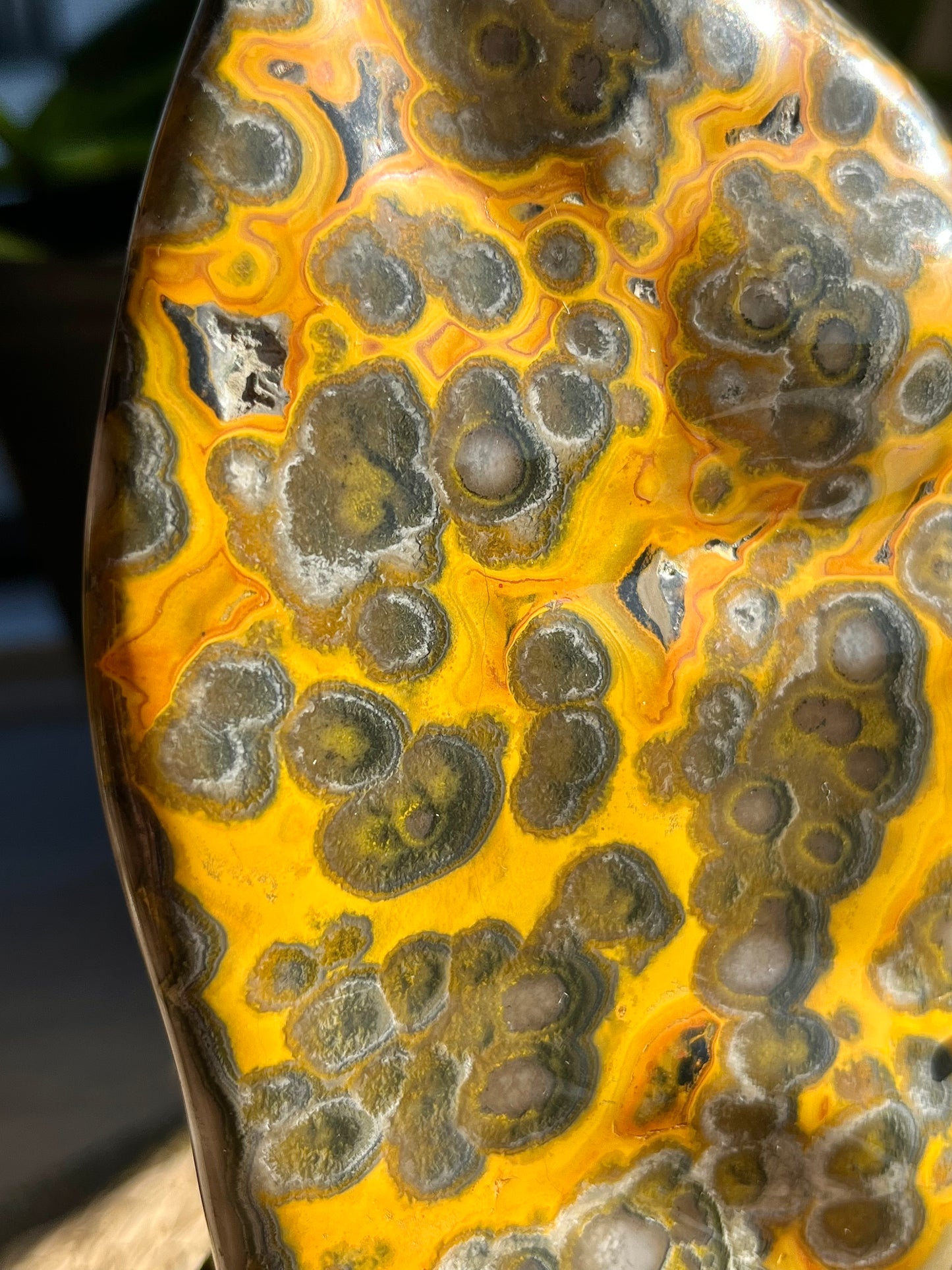 Rare Orbicular Bumblebee Jasper Polished Freeform on Stand #1