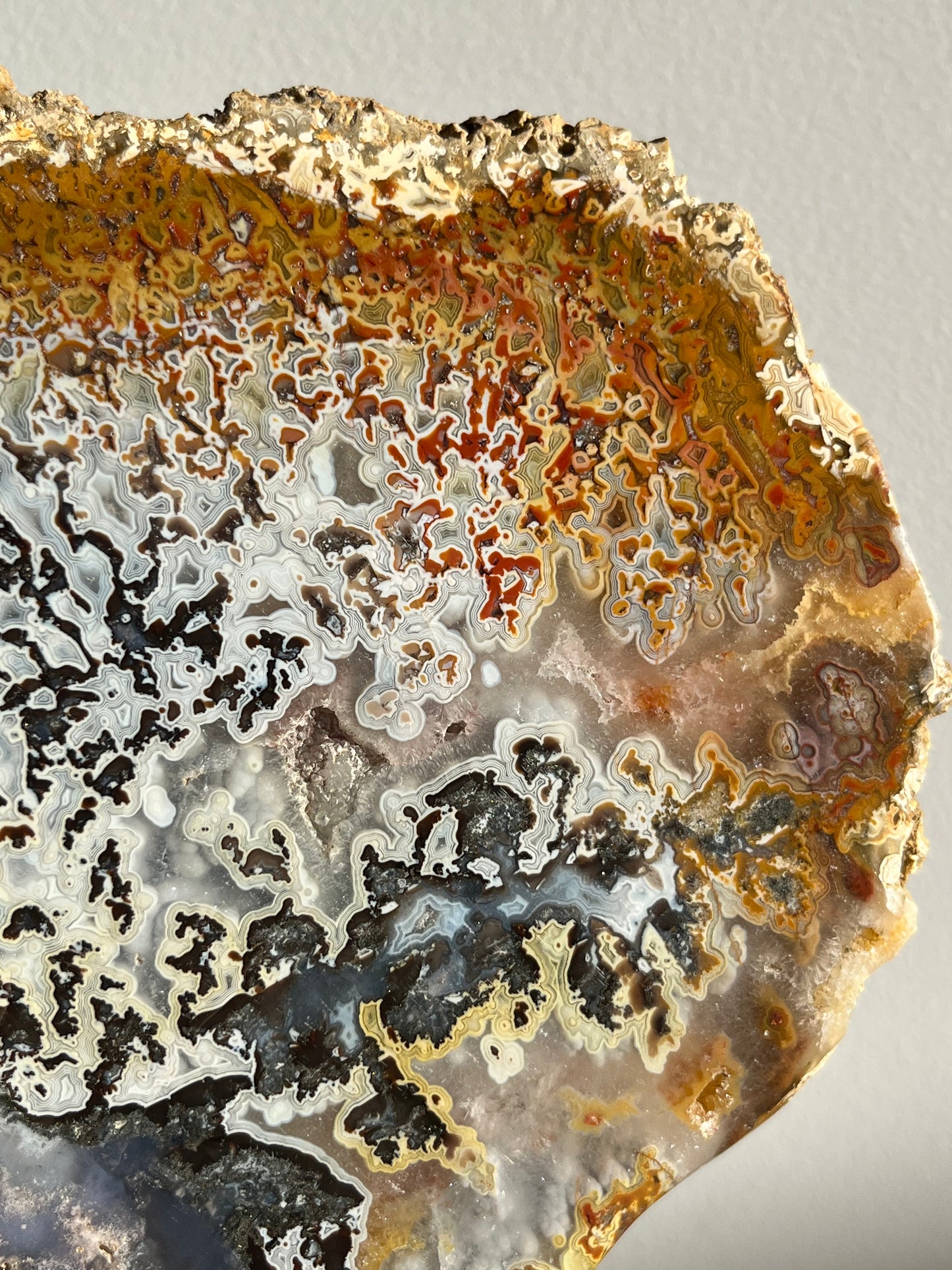 Agatised Petrified Wood with Marcasite, Face Agate Patterns and Parallax Effect Slab A
