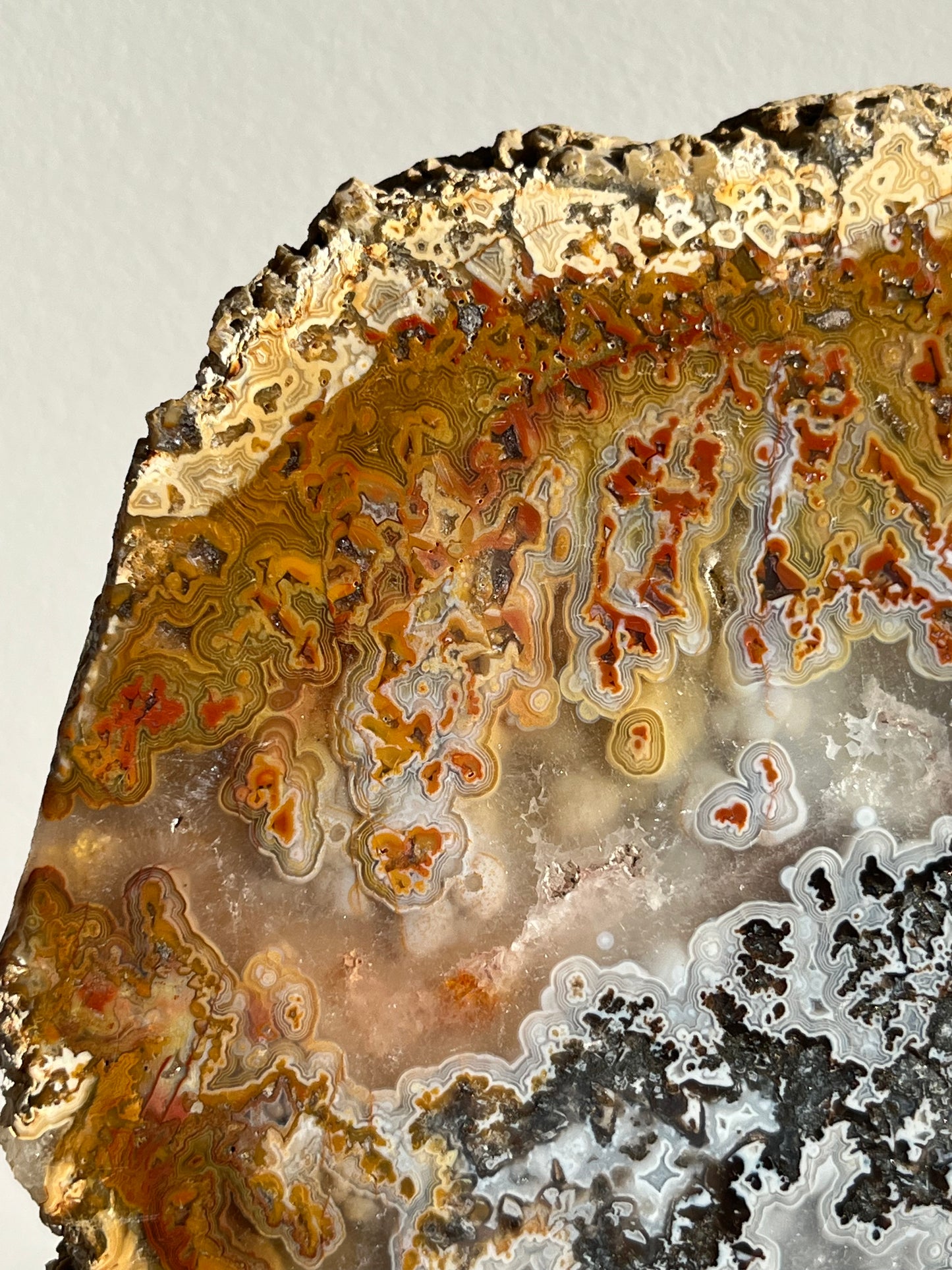 Agatised Petrified Wood with Marcasite, Face Agate Patterns and Parallax Effect Slab A