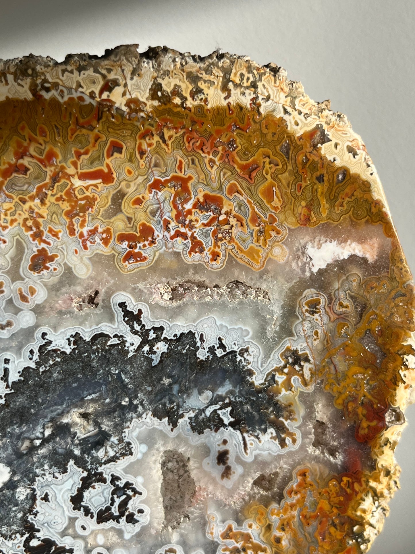 Agatised Petrified Wood with Marcasite, Face Agate Patterns and Parallax Effect Slab B