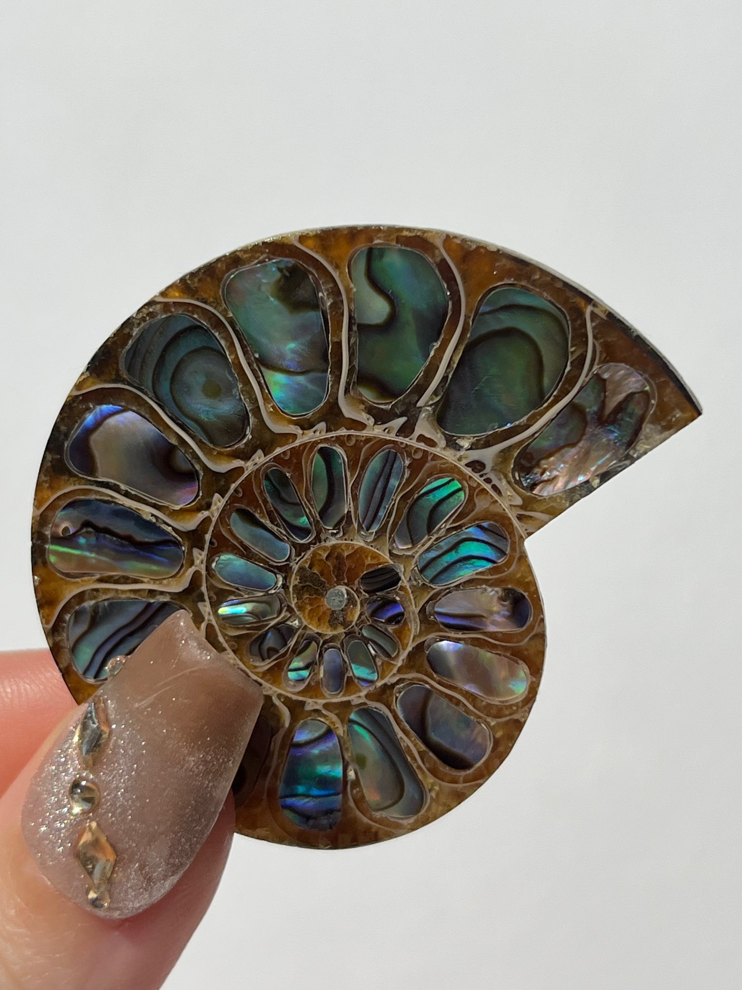 Opalised Ammonite Shell with Abalone Inlay A
