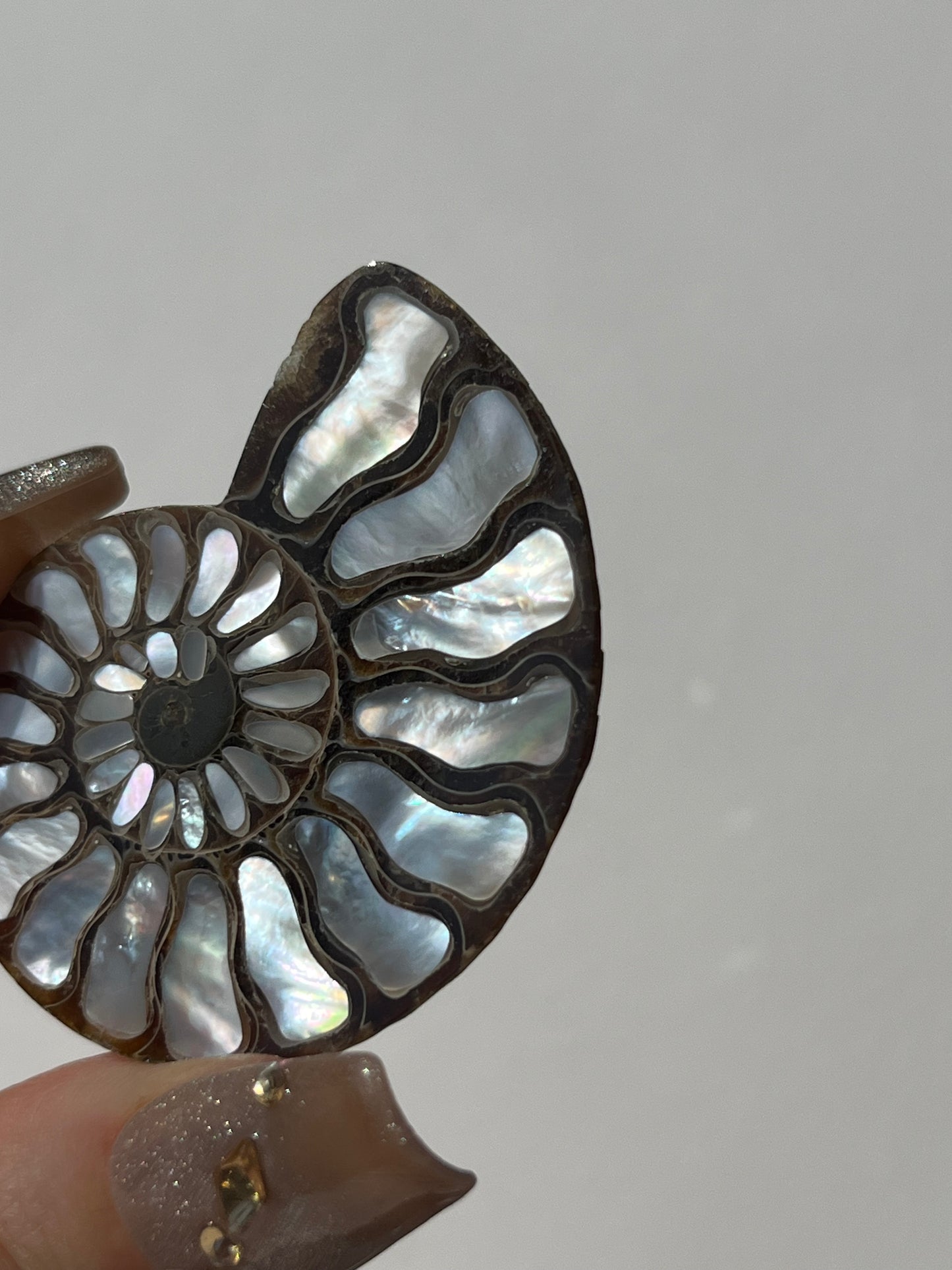 Opalised Ammonite Fossil with Mother of Pearl Inlay