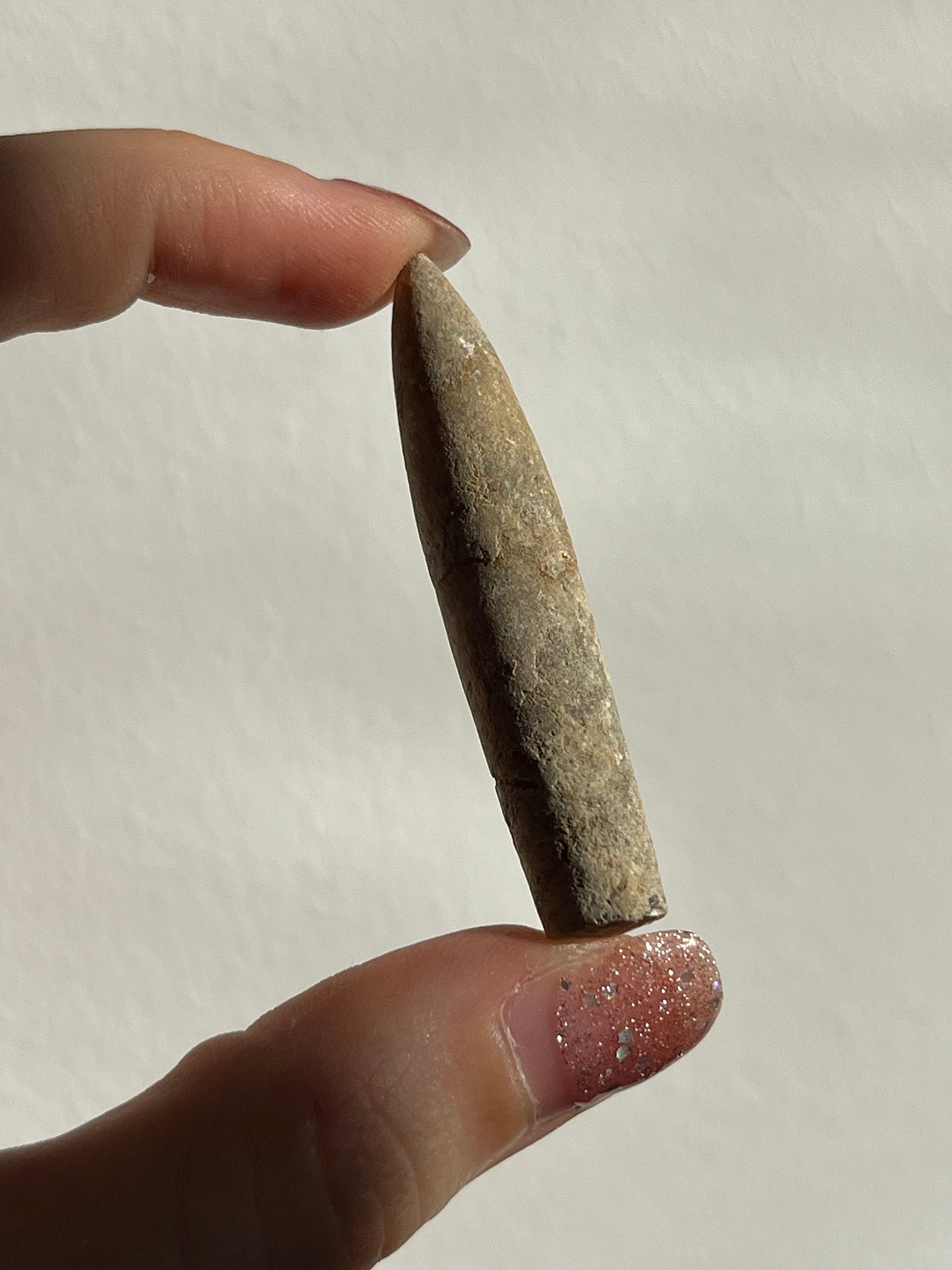 Belemnite Fossil