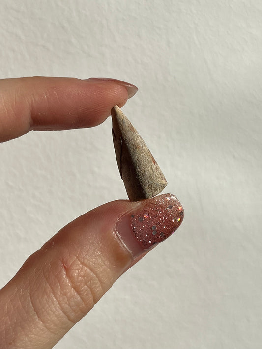 Belemnite Fossil