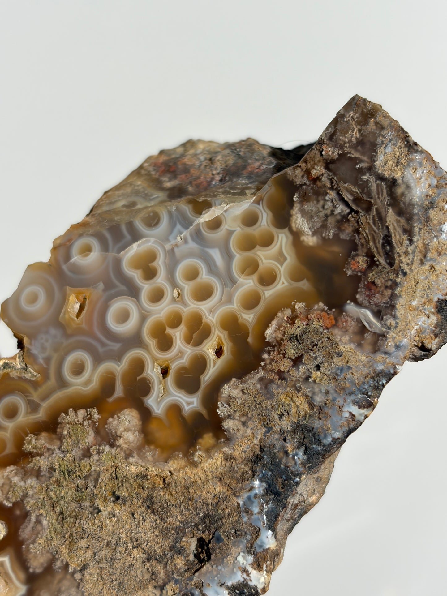 “Cosmos Aureus” Semi Polished Orbicular Nebula Agate Freeform