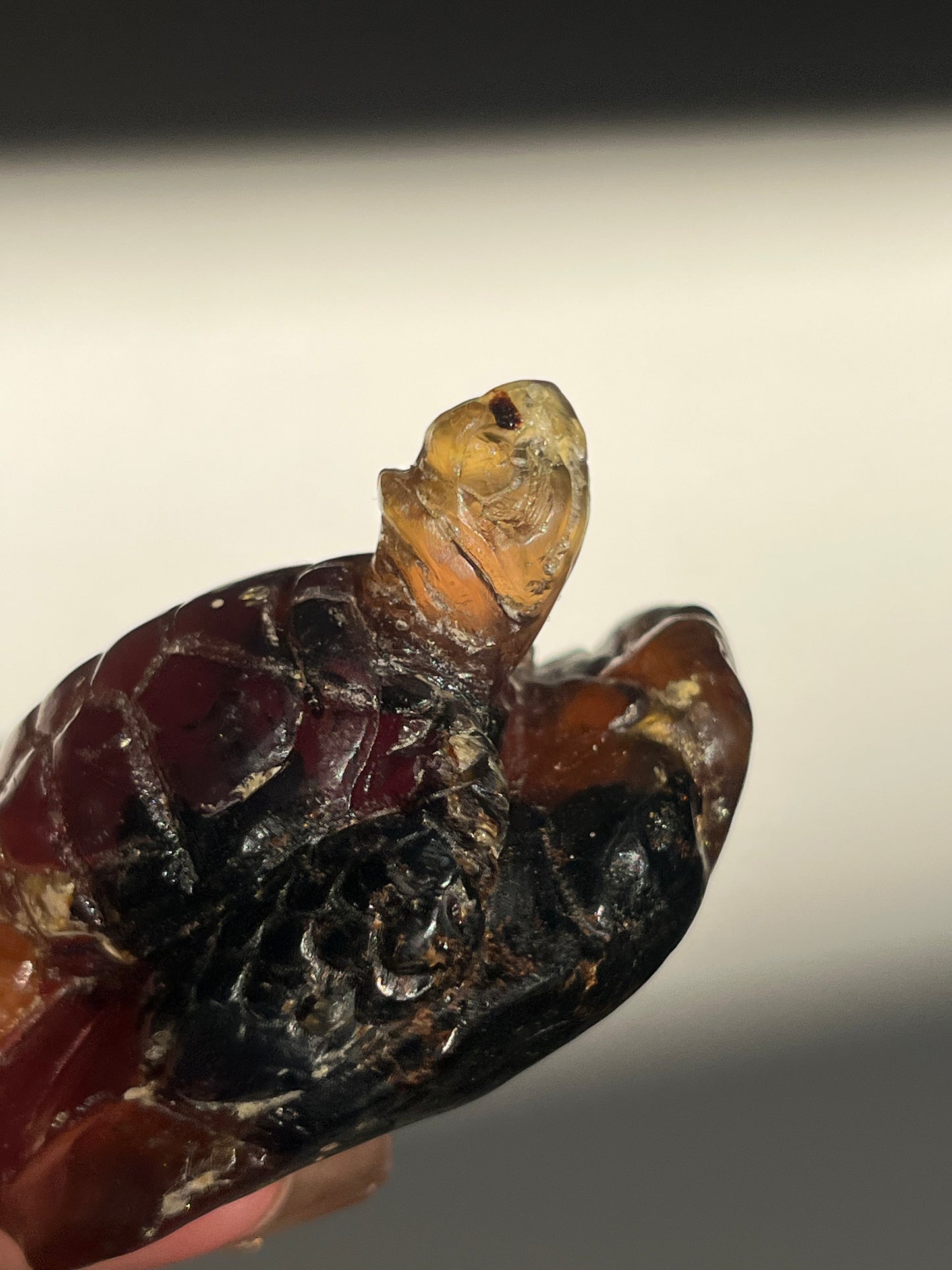 'Archelon' Sumatran Amber Tortoise Carving