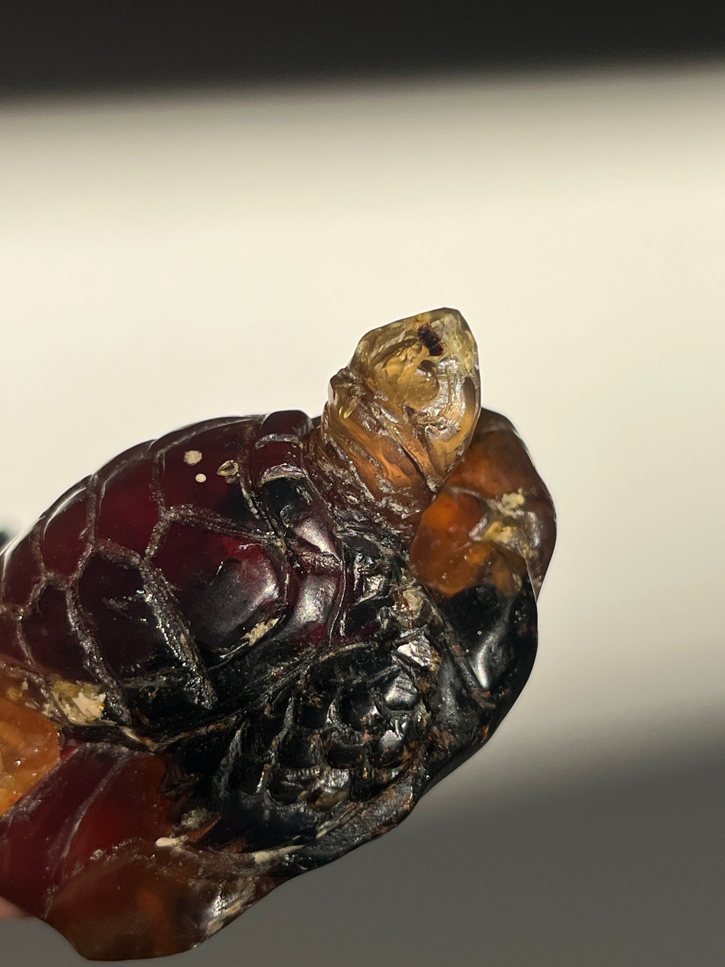 'Archelon' Sumatran Amber Tortoise Carving