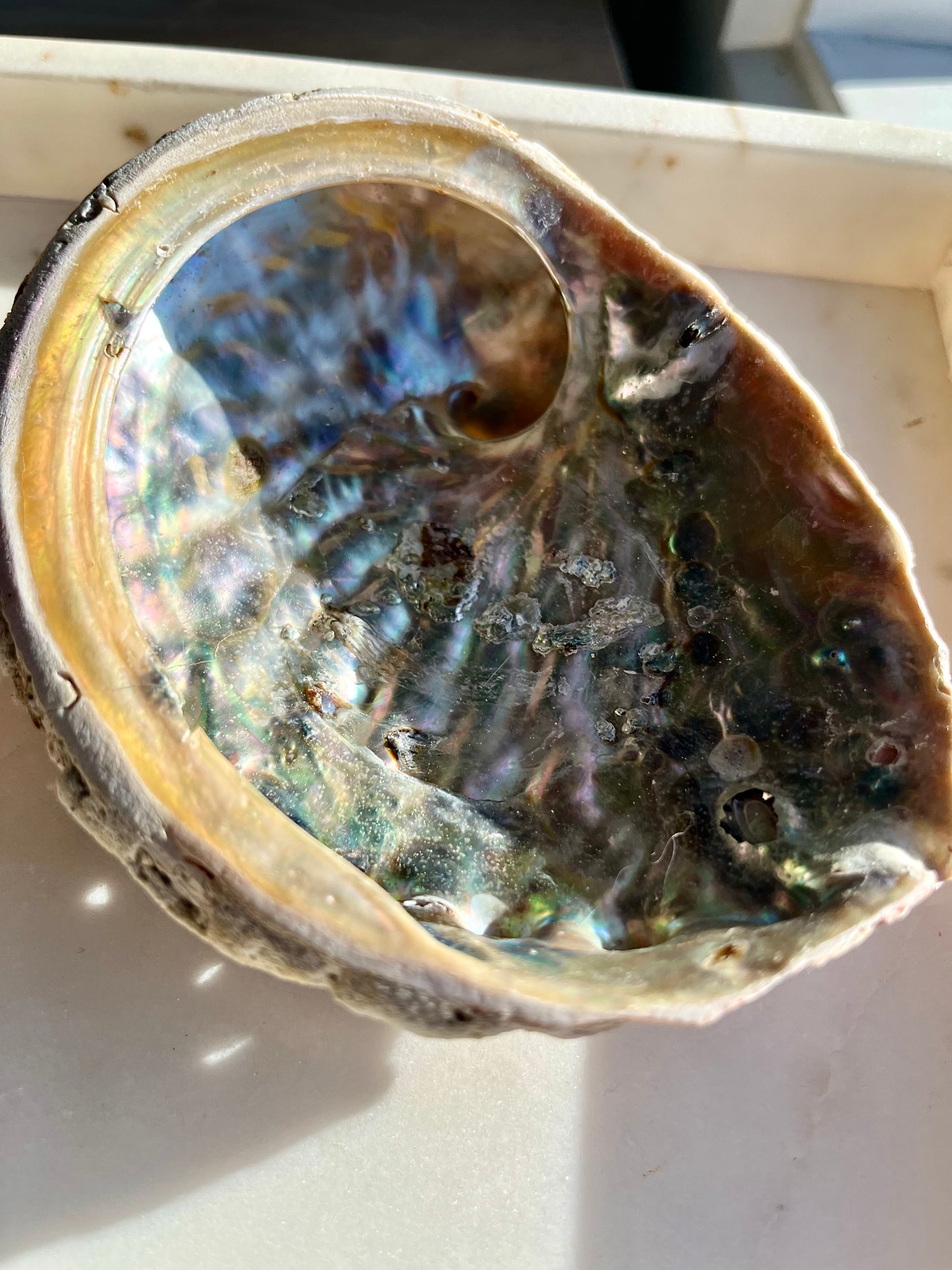 鲍鱼壳