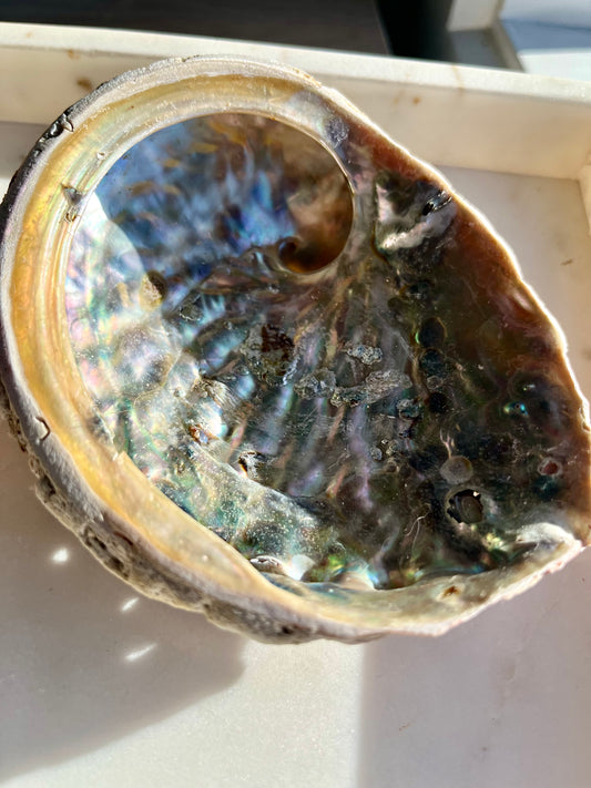 Concha de Abulón Paua