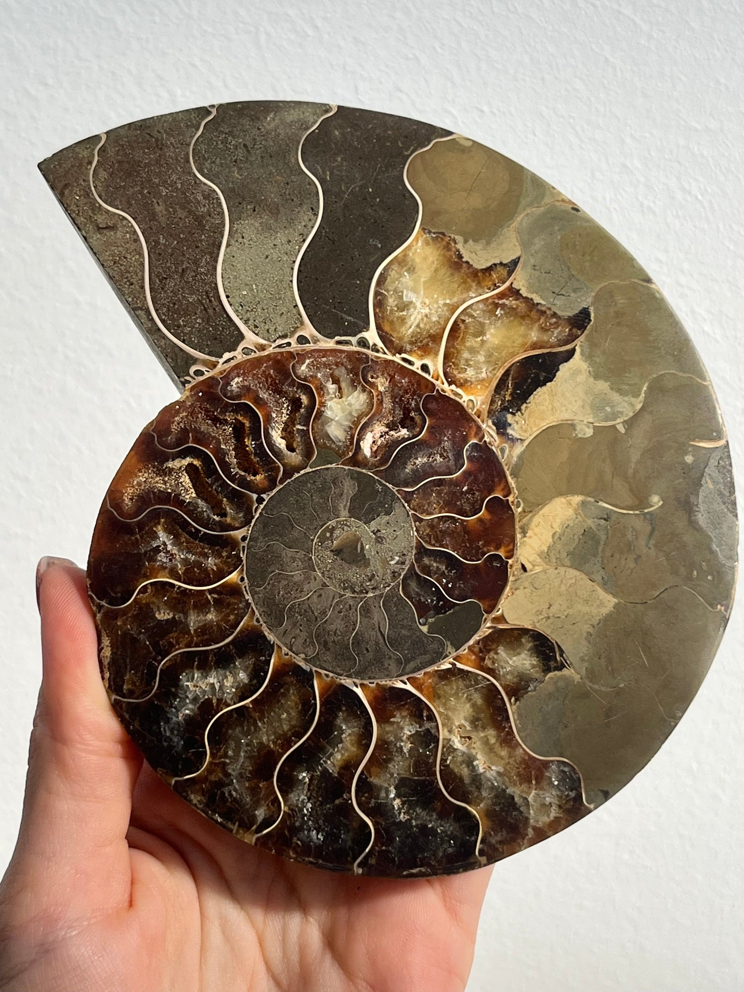 Fossils & Prehistoric Specimens