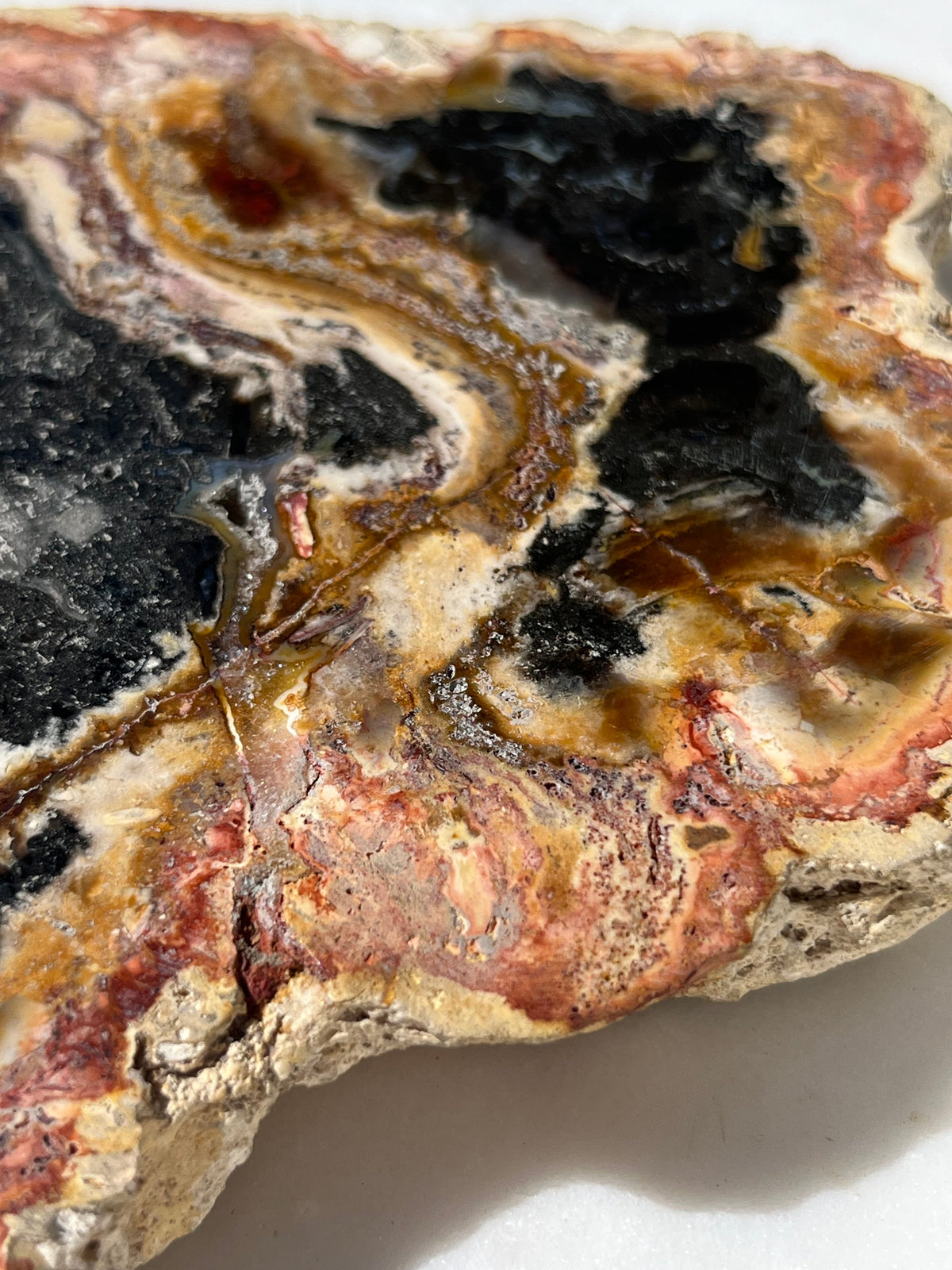 Petrified Wood & Fossilised Wood