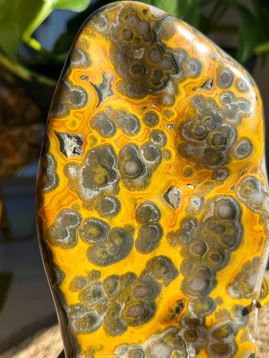 Rare Orbicular Bumblebee Jasper Polished Freeform on Stand #1