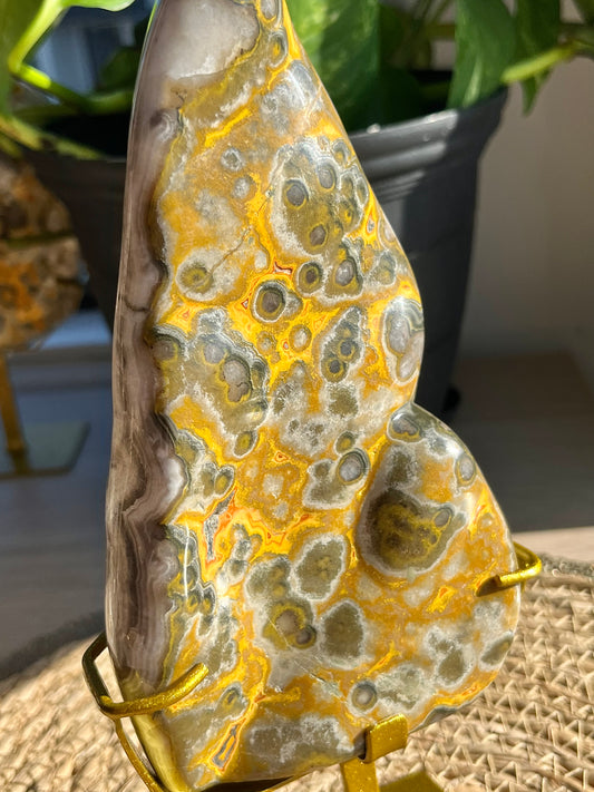 Rare Orbicular Bumblebee Jasper Polished Freeform on Stand #7