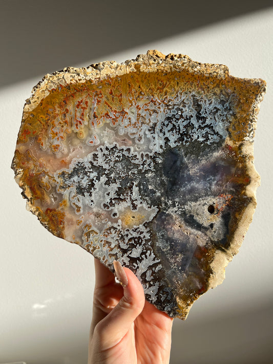 Agatised Petrified Wood with Marcasite, Face Agate Patterns and Parallax Effect Slab A
