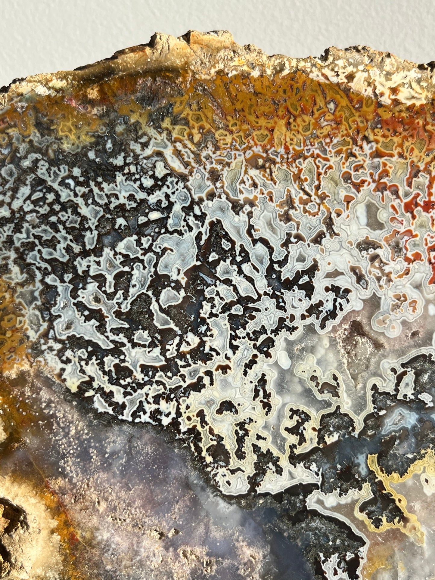 Agatised Petrified Wood with Marcasite, Face Agate Patterns and Parallax Effect Slab A