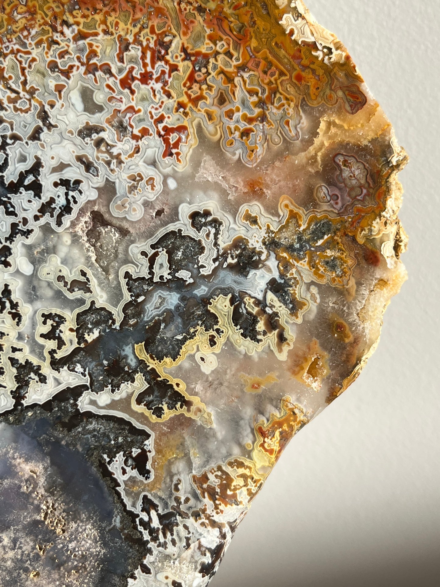 Agatised Petrified Wood with Marcasite, Face Agate Patterns and Parallax Effect Slab A