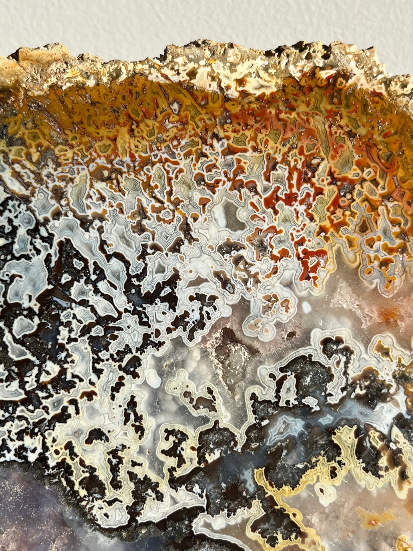Agatised Petrified Wood with Marcasite, Face Agate Patterns and Parallax Effect Slab A