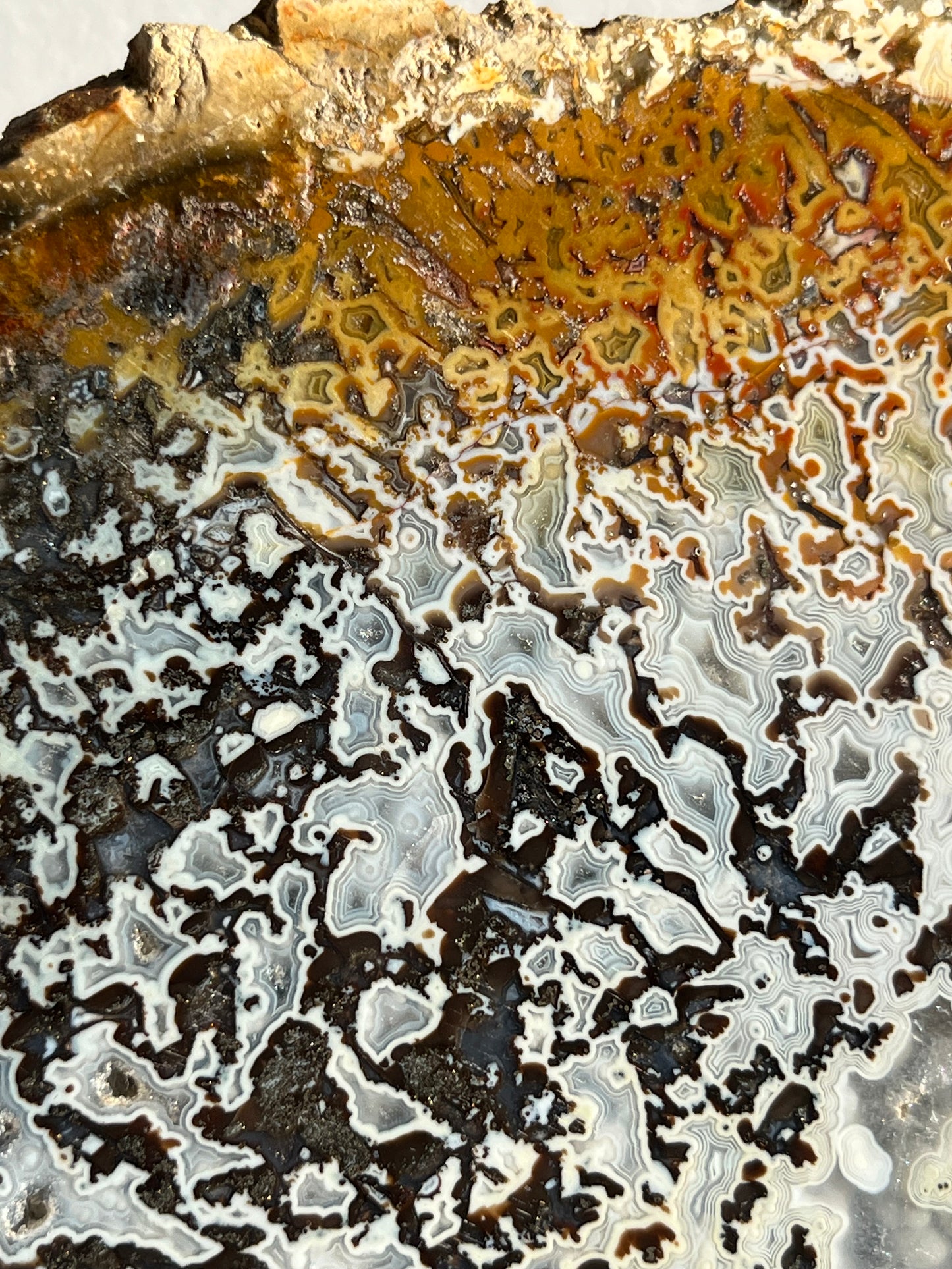 Agatised Petrified Wood with Marcasite, Face Agate Patterns and Parallax Effect Slab A