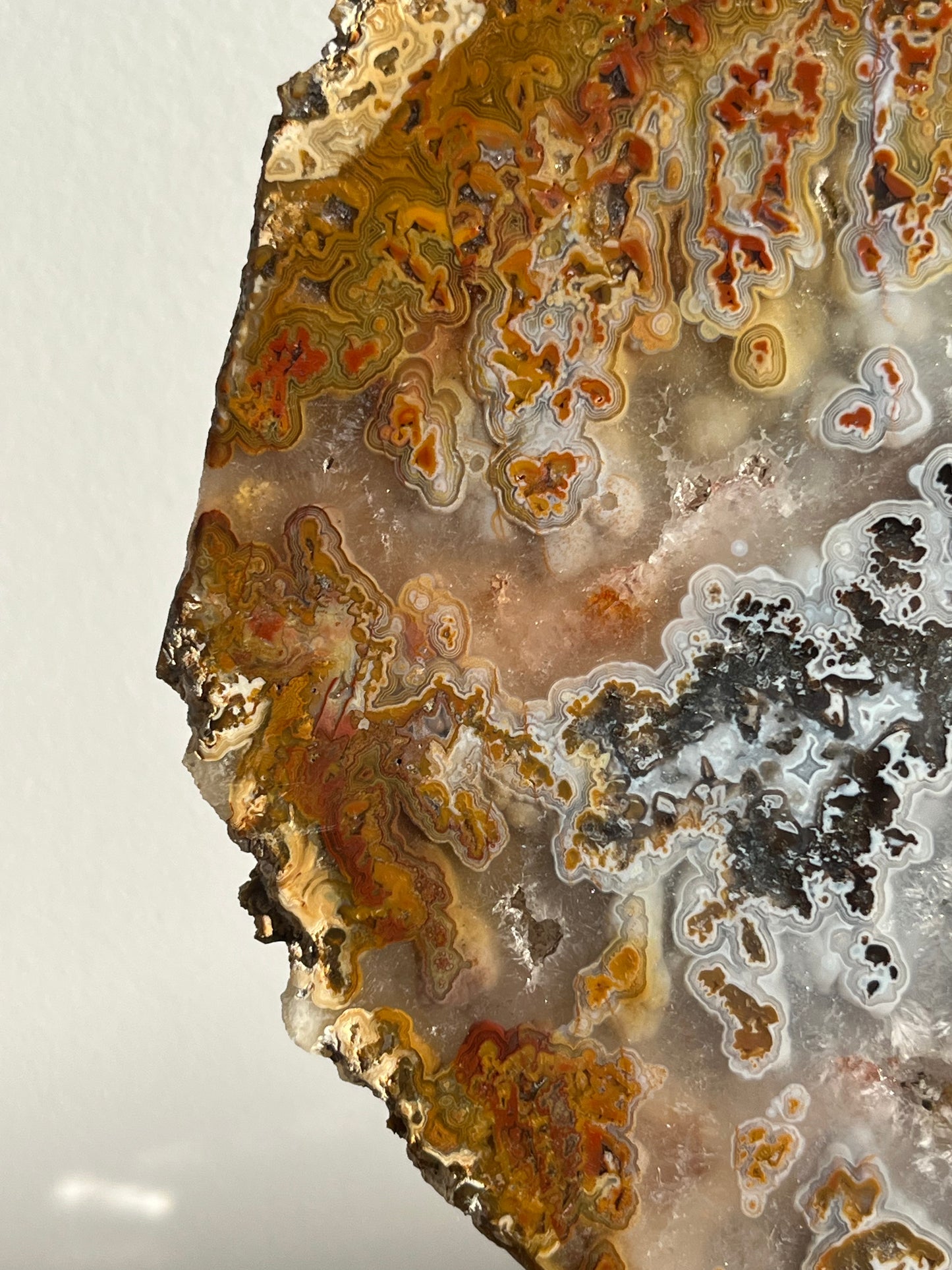 Agatised Petrified Wood with Marcasite, Face Agate Patterns and Parallax Effect Slab A