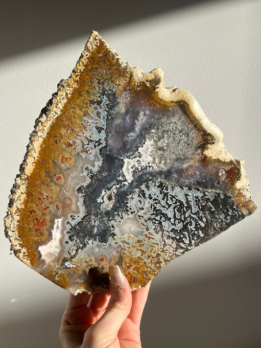 Agatised Petrified Wood with Marcasite, Face Agate Patterns and Parallax Effect Slab B