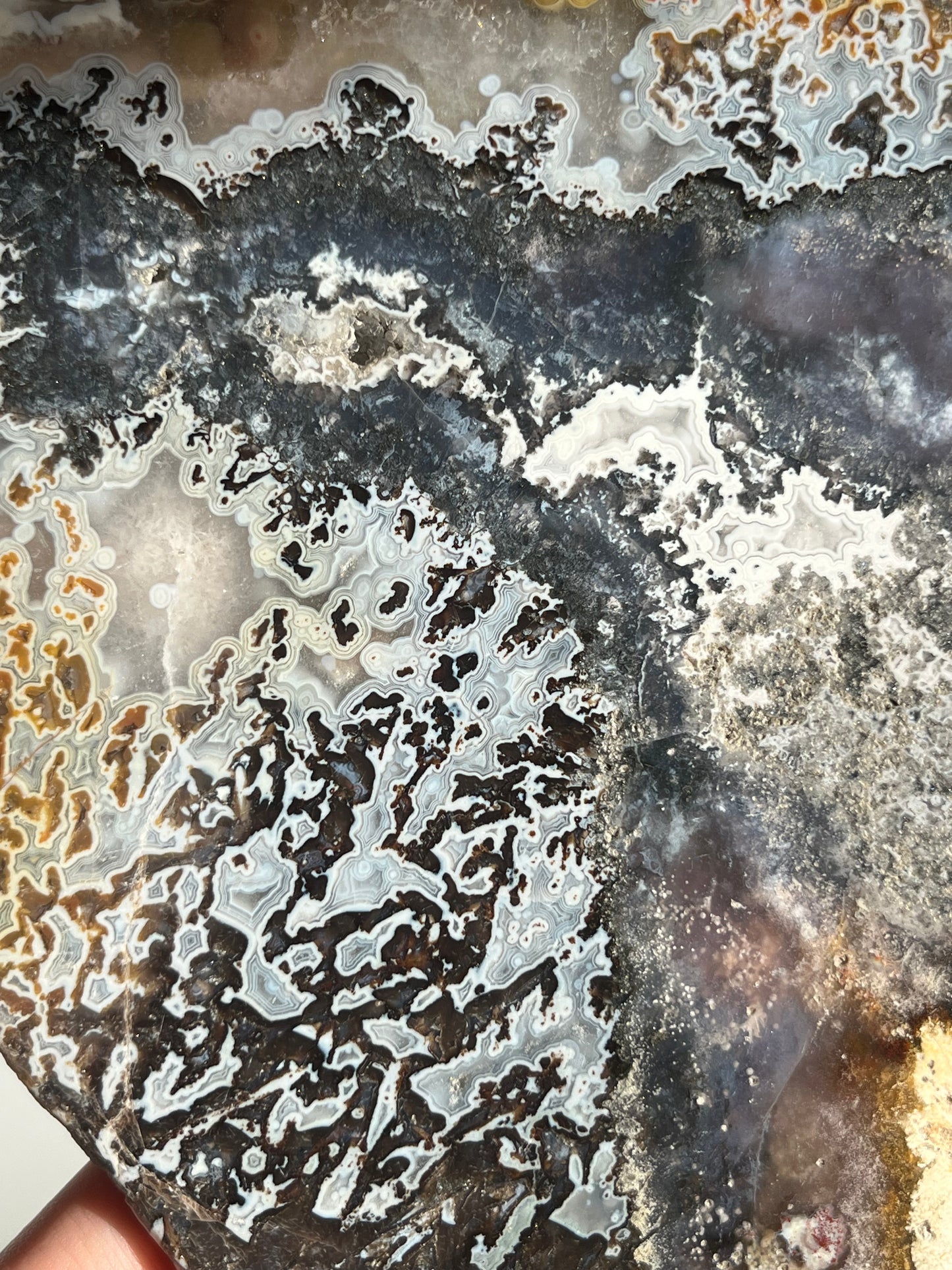 Agatised Petrified Wood with Marcasite, Face Agate Patterns and Parallax Effect Slab B
