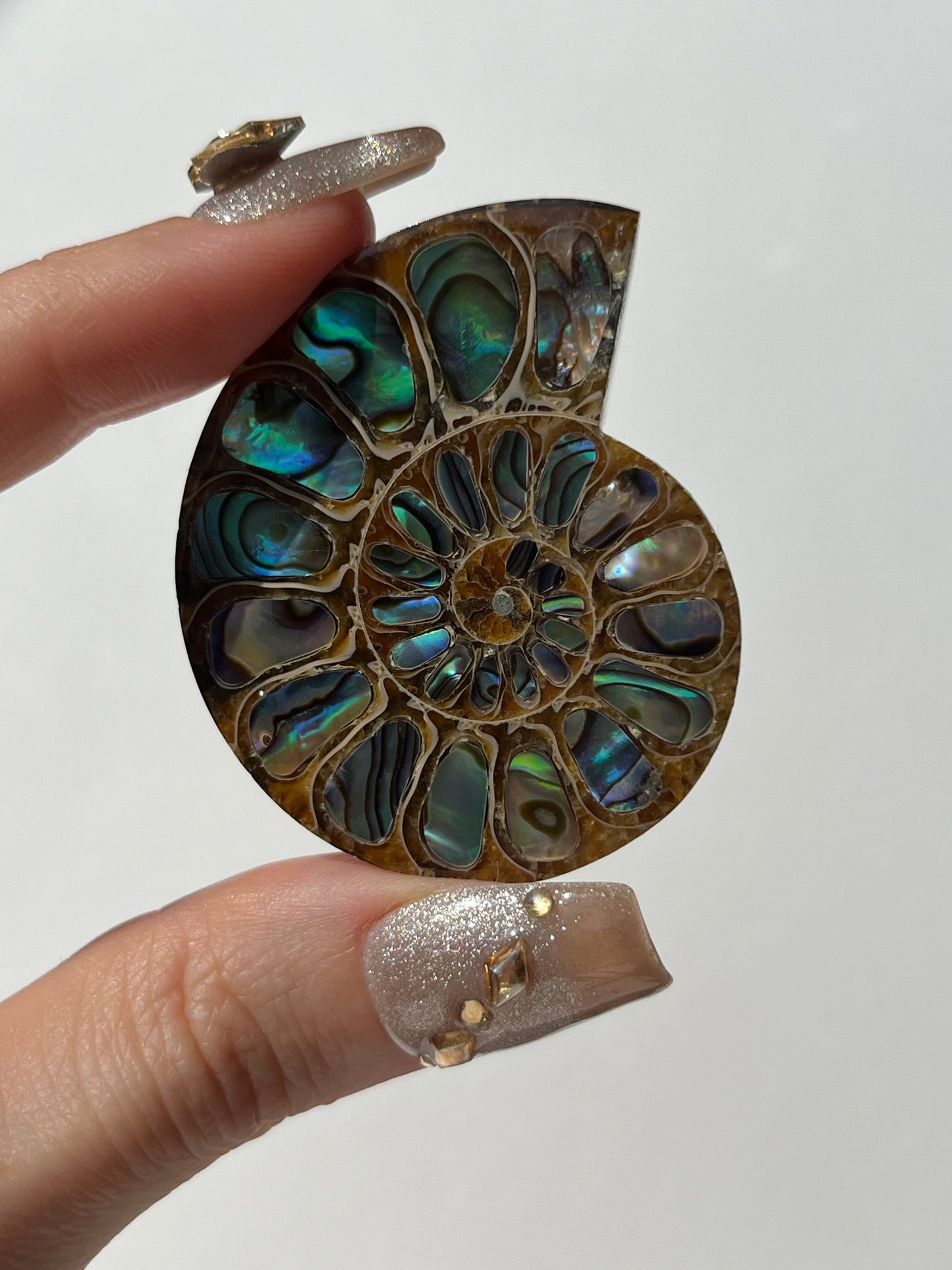 Opalised Ammonite Shell with Abalone Inlay A
