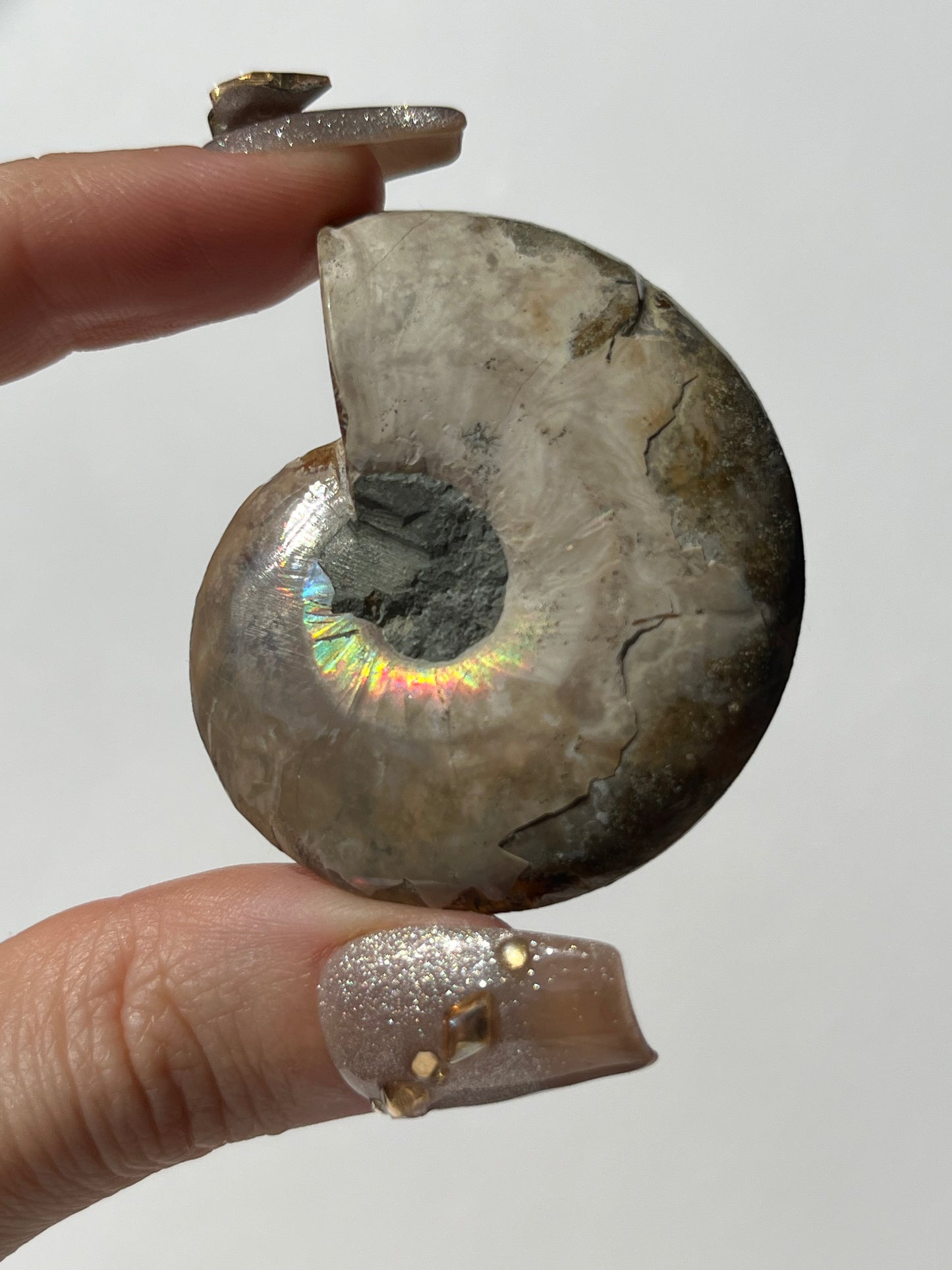 Opalised Ammonite Shell with Abalone Inlay A