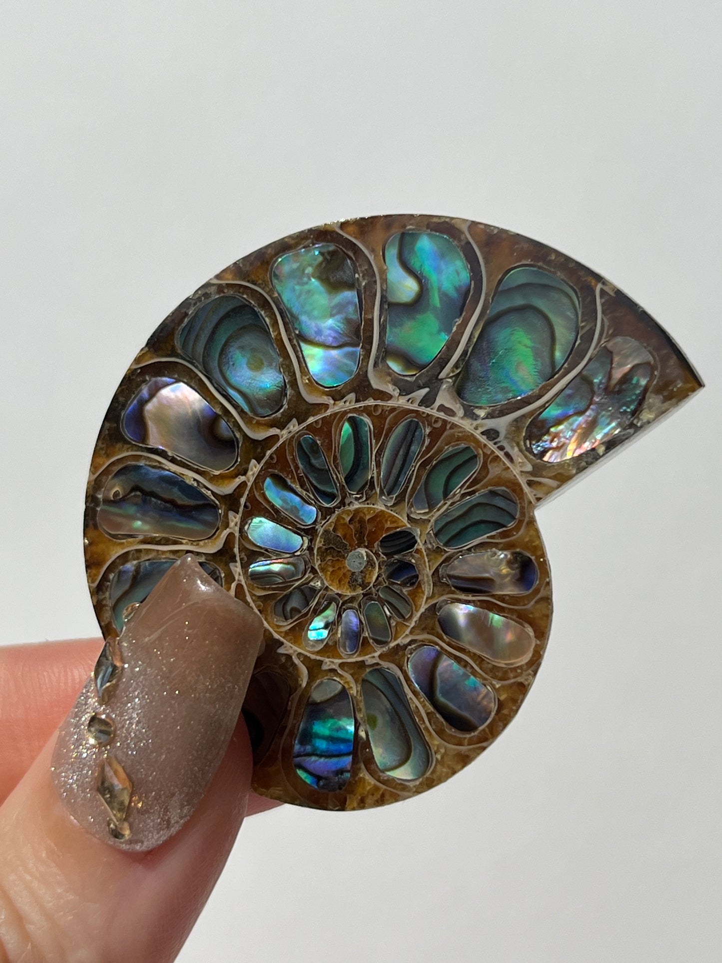 Opalised Ammonite Shell with Abalone Inlay A