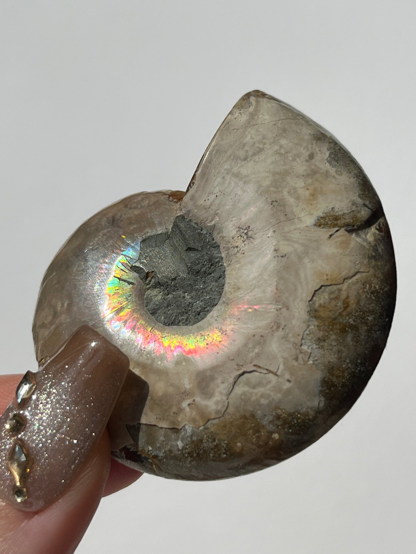 Opalised Ammonite Shell with Abalone Inlay A
