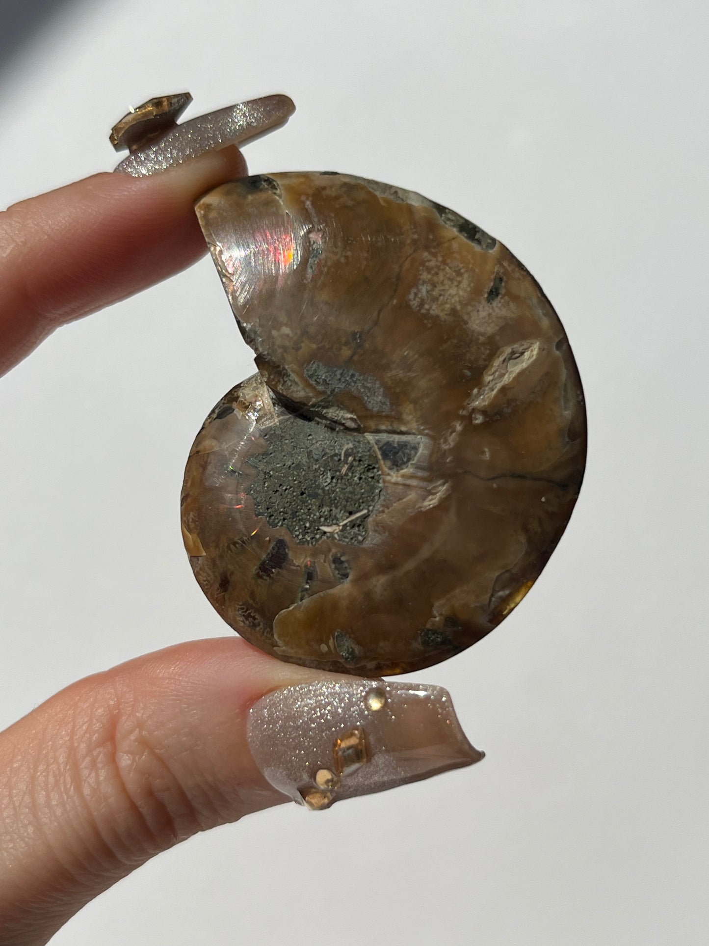 Opalised Ammonite Shell with Abalone Inlay B
