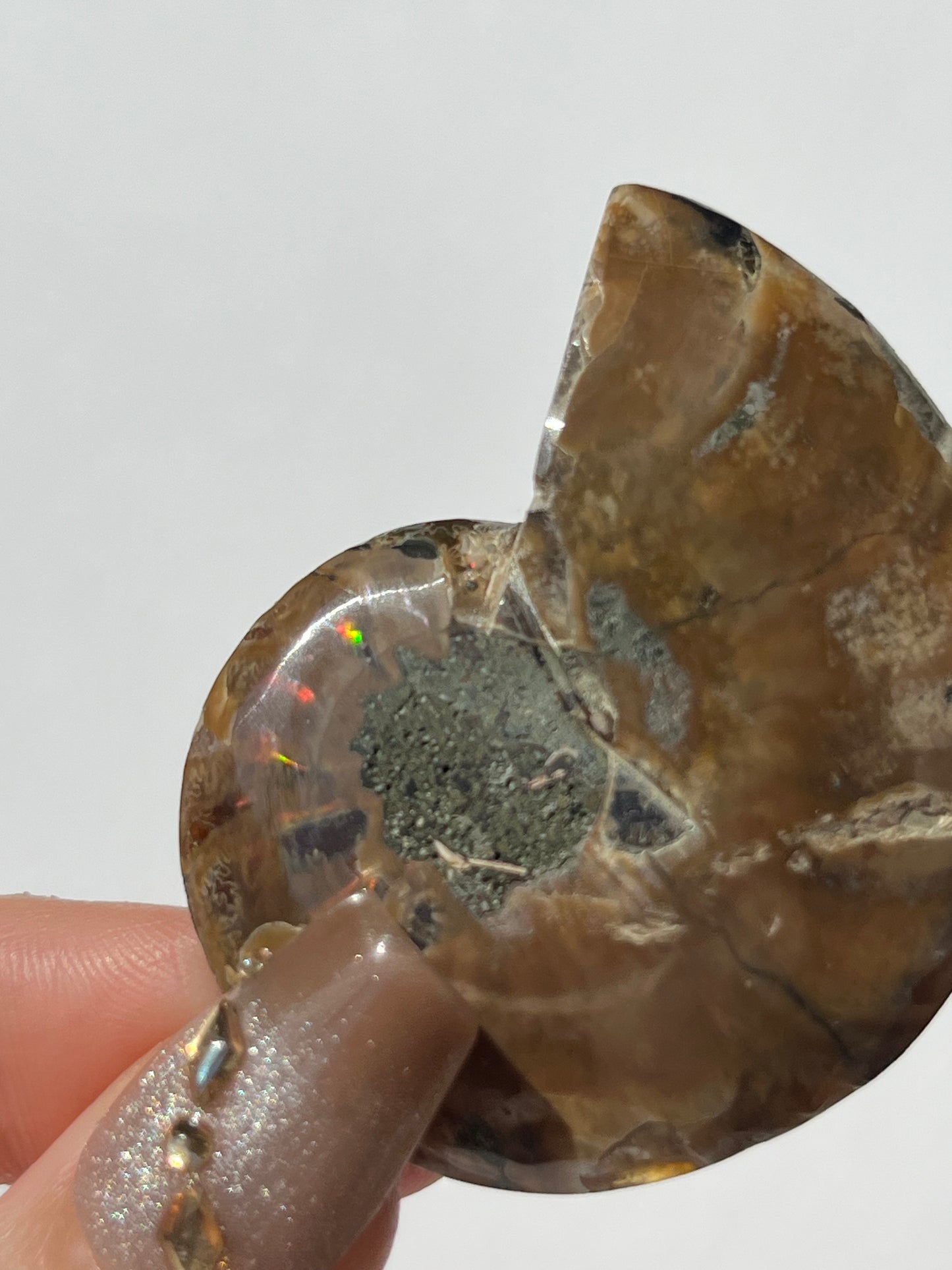 Opalised Ammonite Shell with Abalone Inlay B