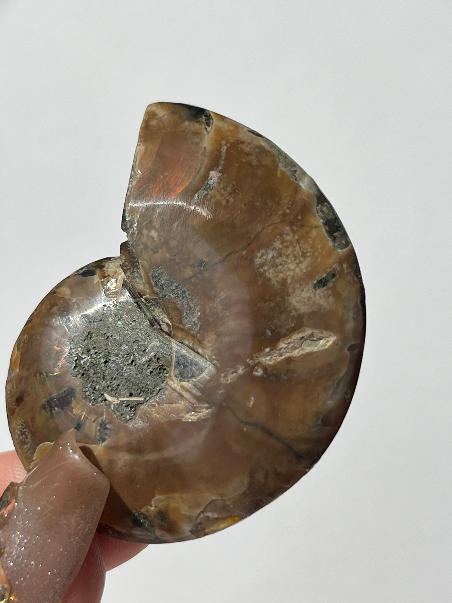 Opalised Ammonite Shell with Abalone Inlay B