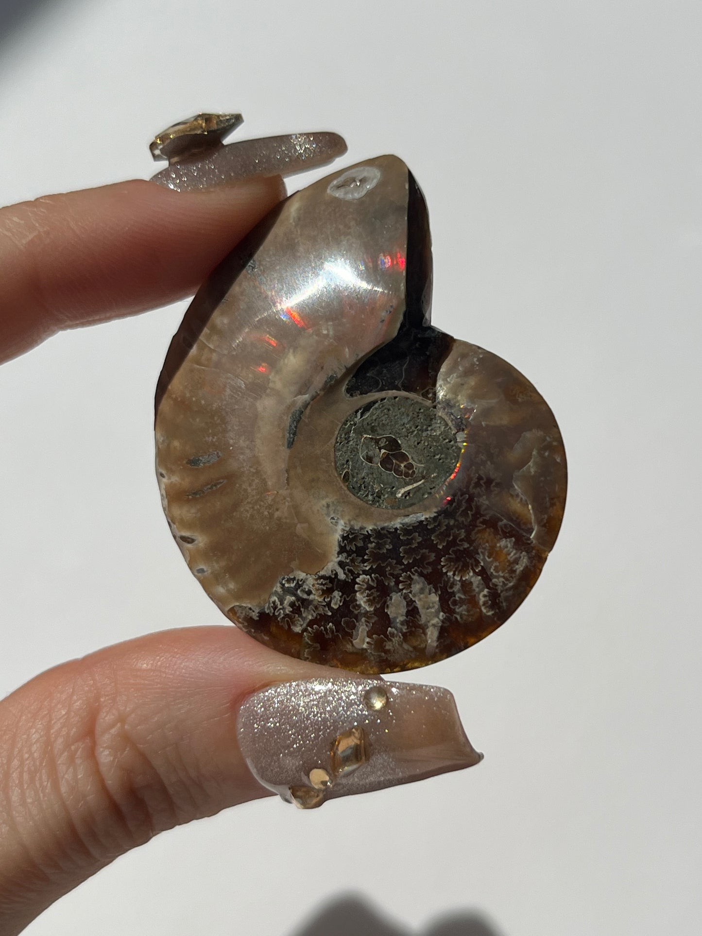 Opalised Ammonite Fossil with Mother of Pearl Inlay