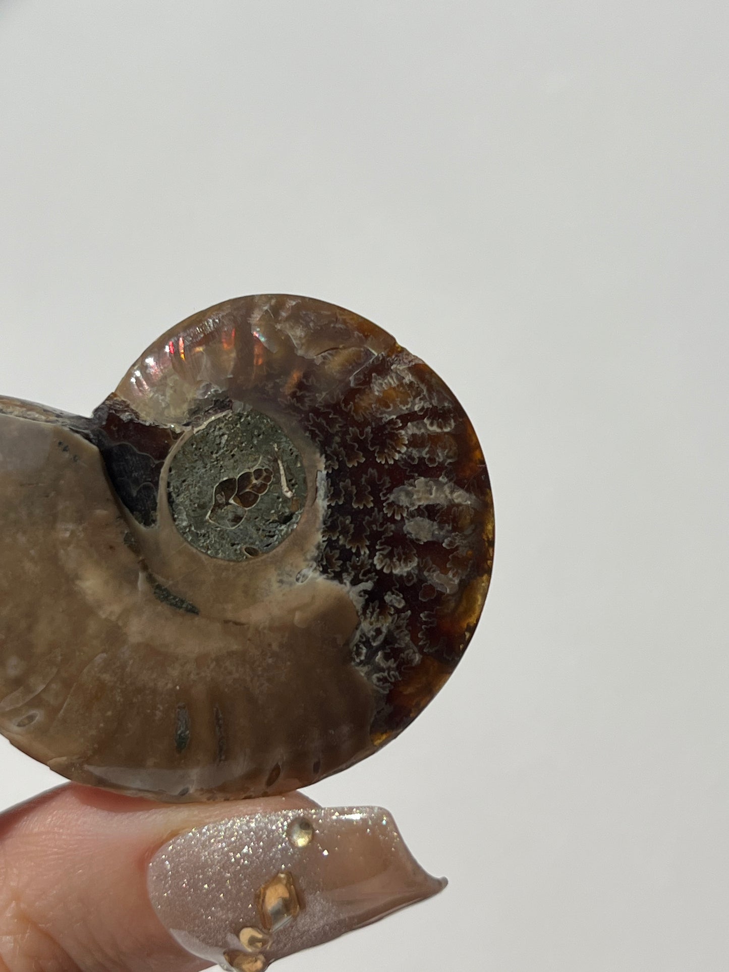Opalised Ammonite Fossil with Mother of Pearl Inlay