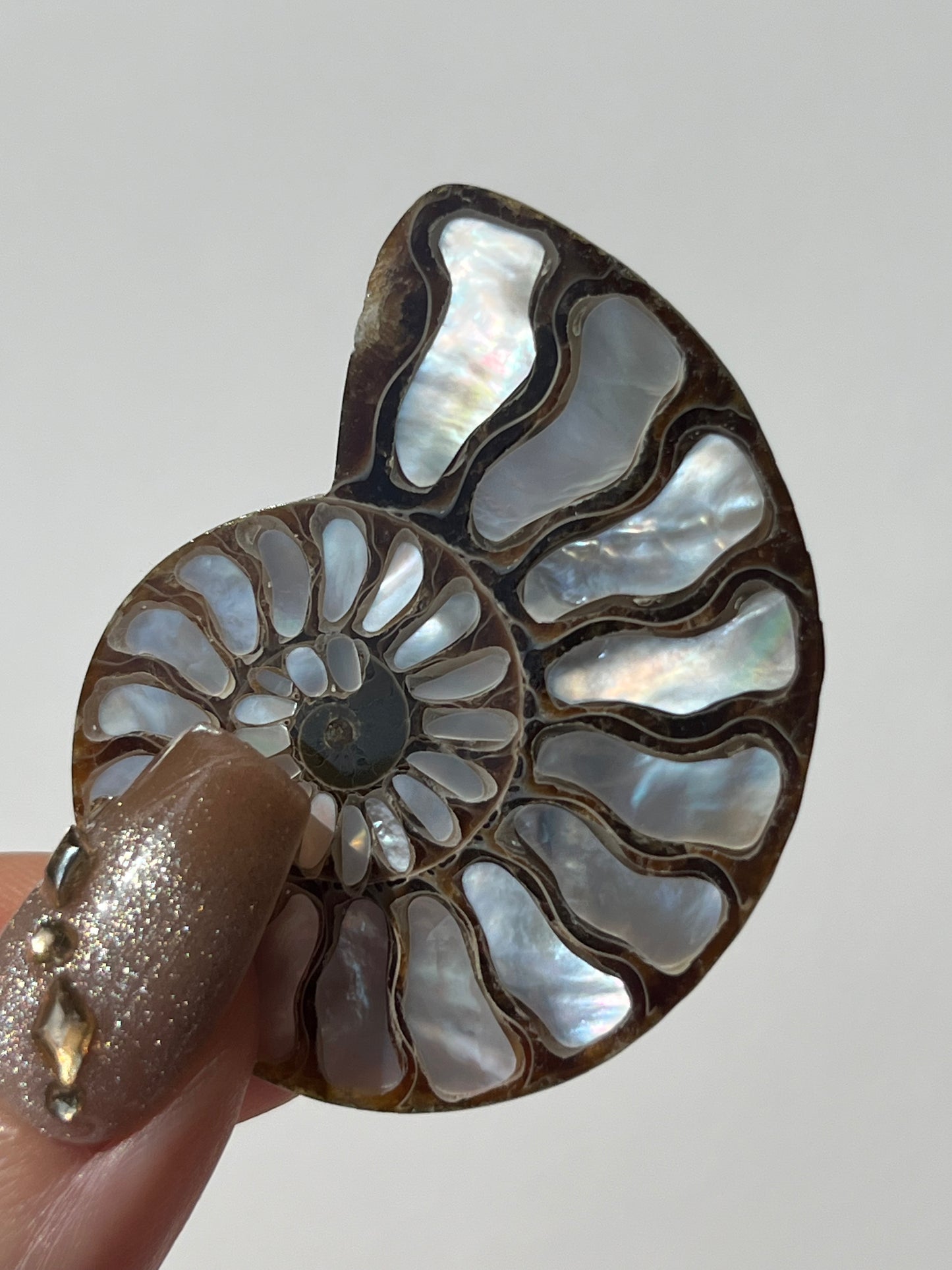 Opalised Ammonite Fossil with Mother of Pearl Inlay