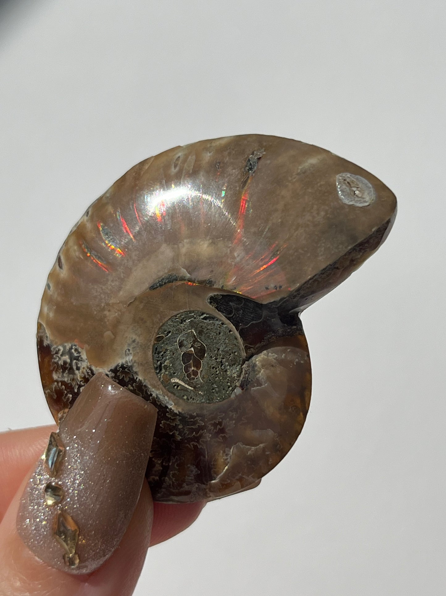Opalised Ammonite Fossil with Mother of Pearl Inlay