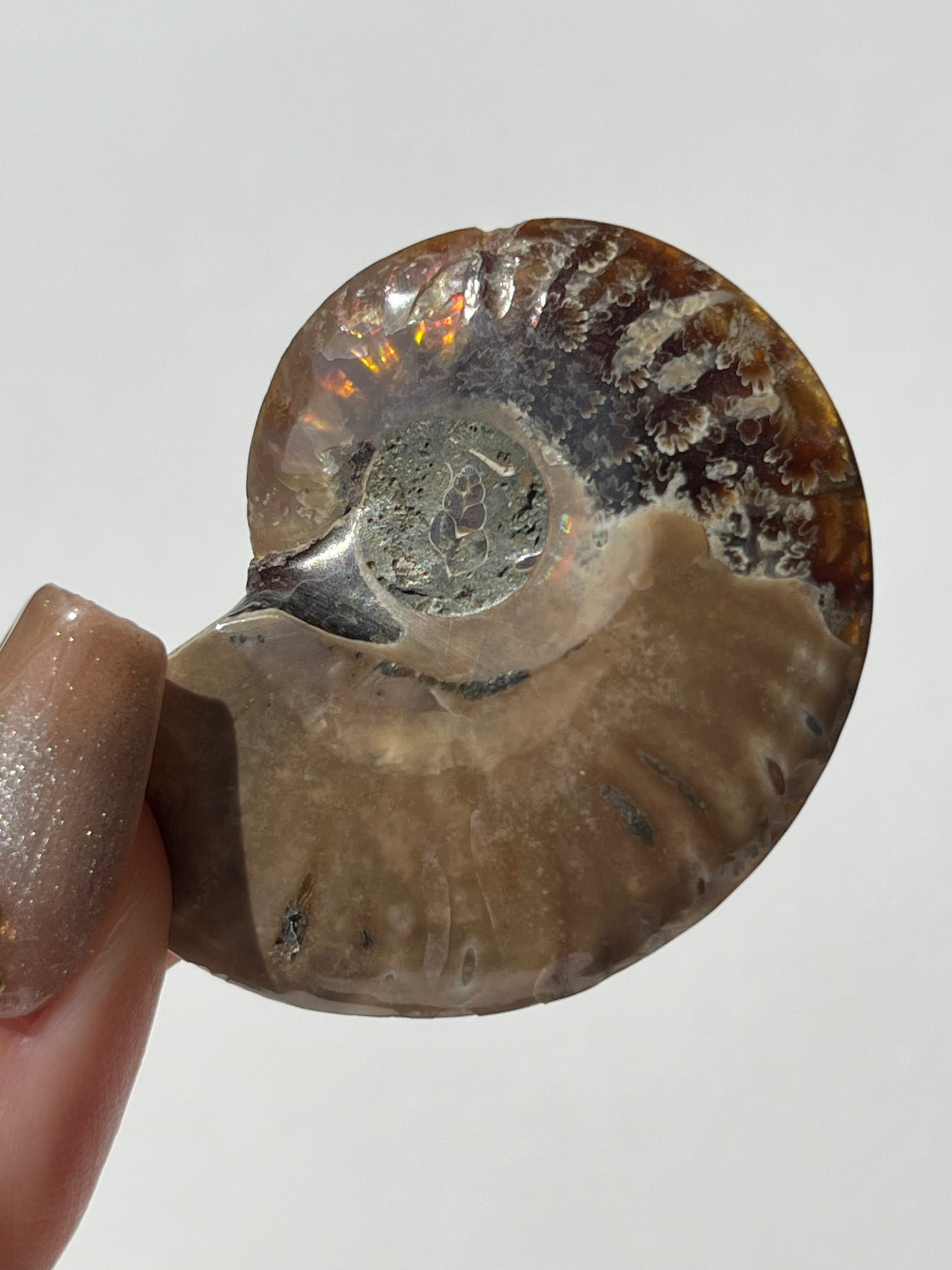 Opalised Ammonite Fossil with Mother of Pearl Inlay