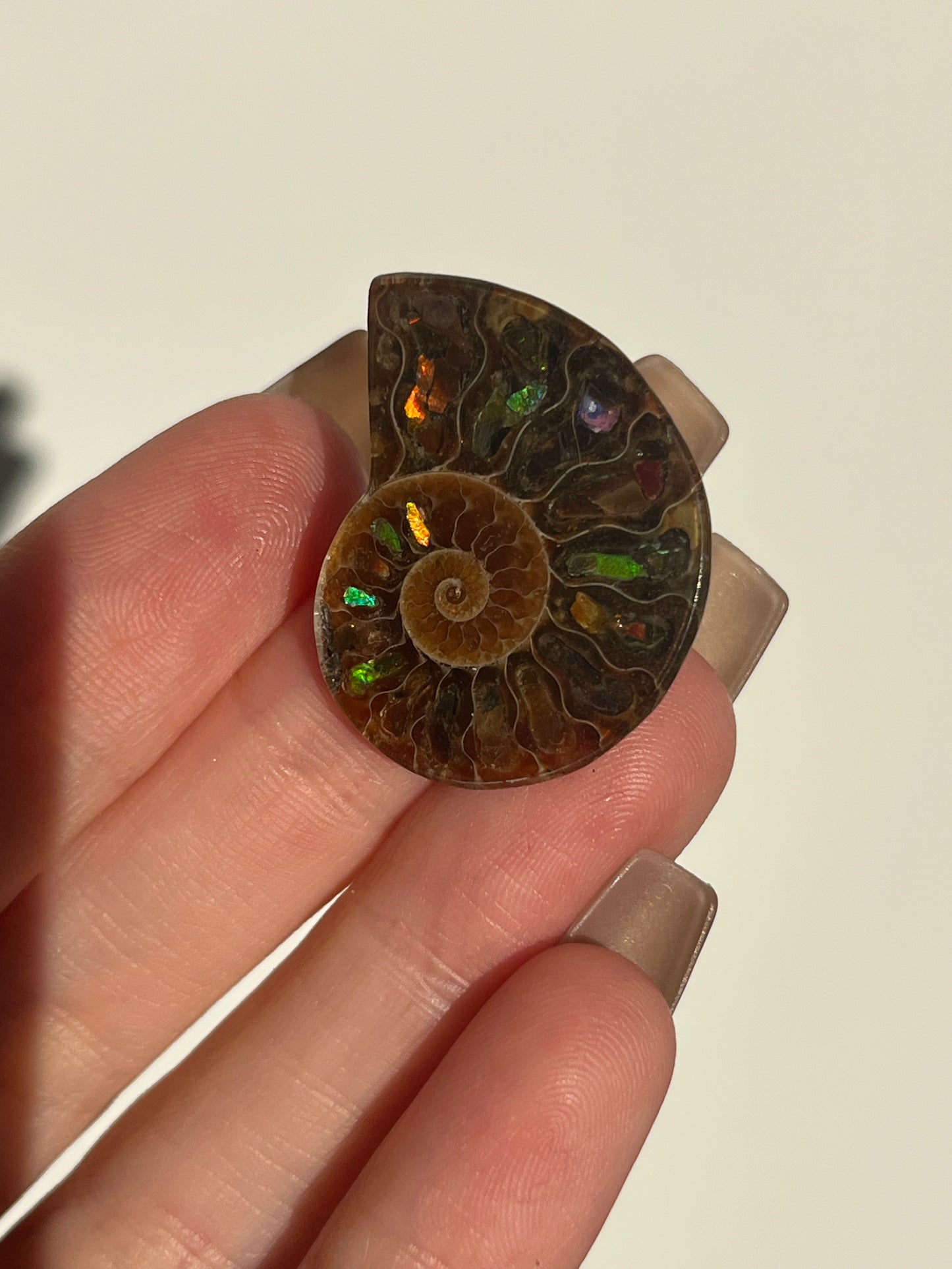 Opalised Ammonite Fossil Pair with Ammolite Shell Inlay