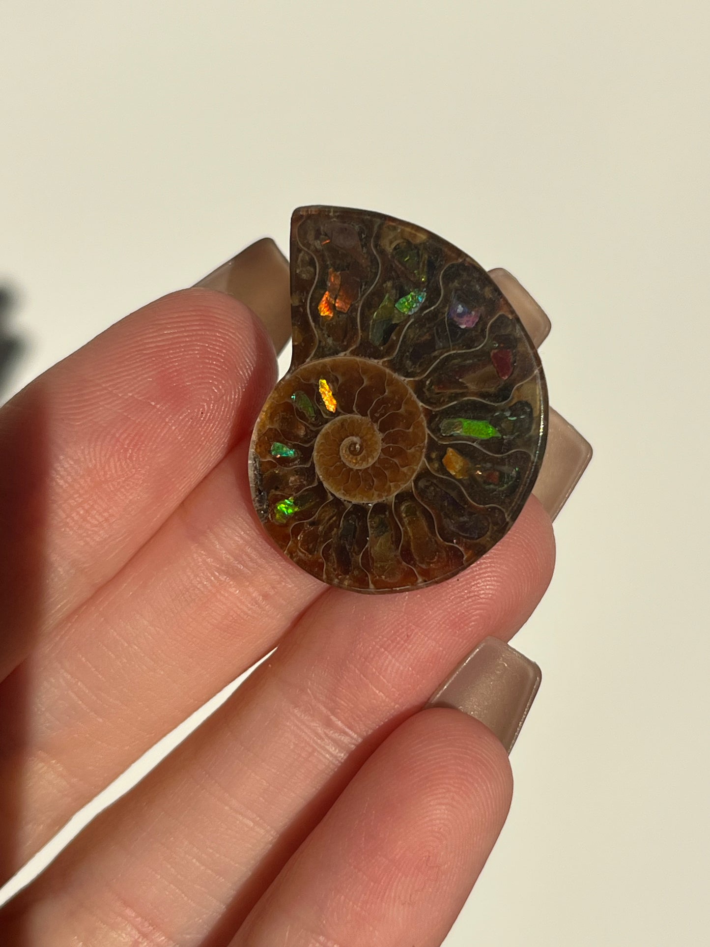 Opalised Ammonite Fossil Pair with Ammolite Shell Inlay