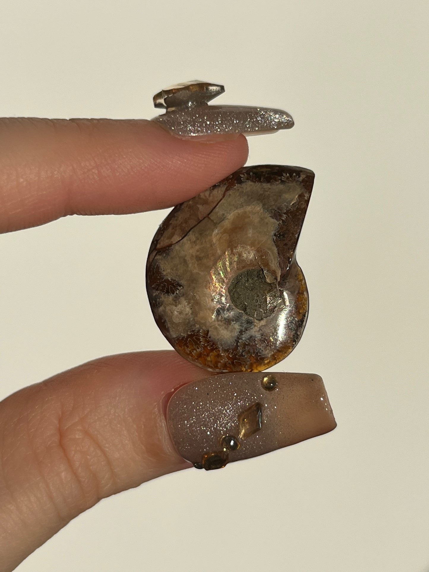 Opalised Ammonite Fossil Pair with Ammolite Shell Inlay