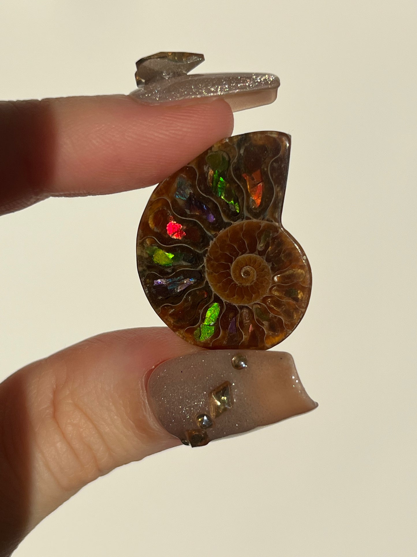 Opalised Ammonite Fossil Pair with Ammolite Shell Inlay