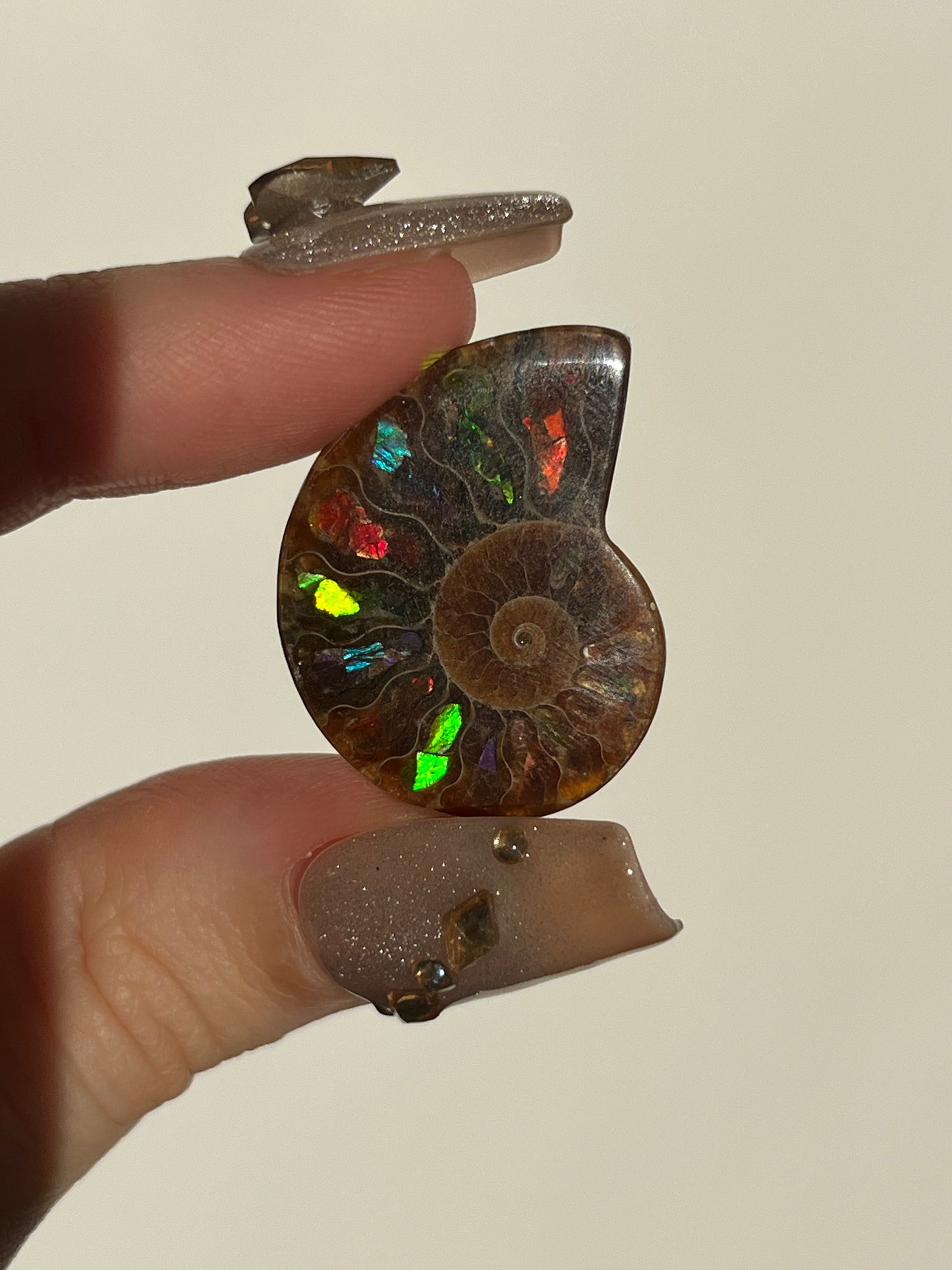 Opalised Ammonite Fossil Pair with Ammolite Shell Inlay