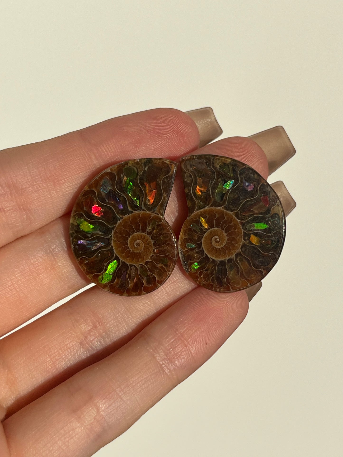 Opalised Ammonite Fossil Pair with Ammolite Shell Inlay