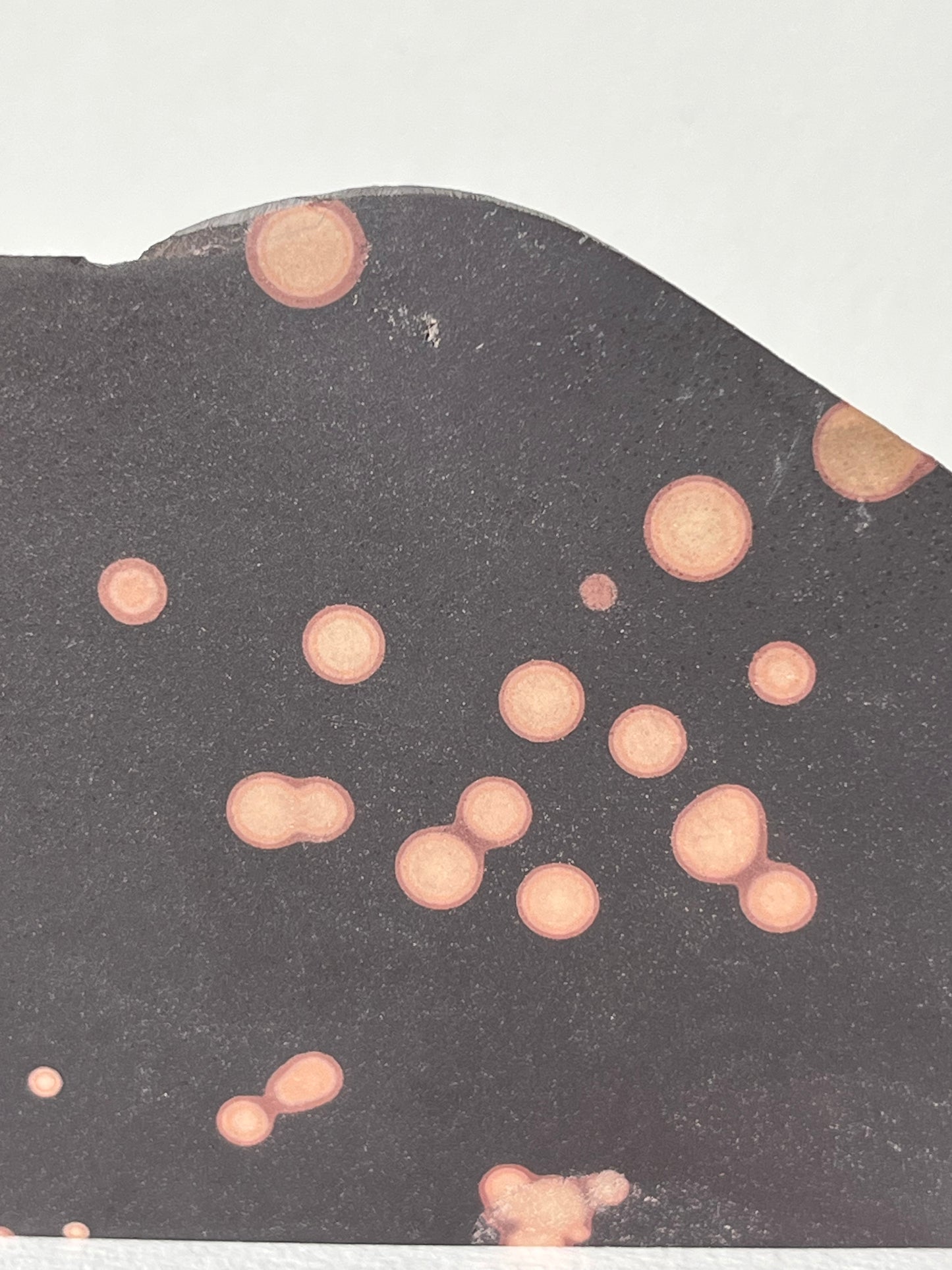 Astronomite Standing Polished Slab B