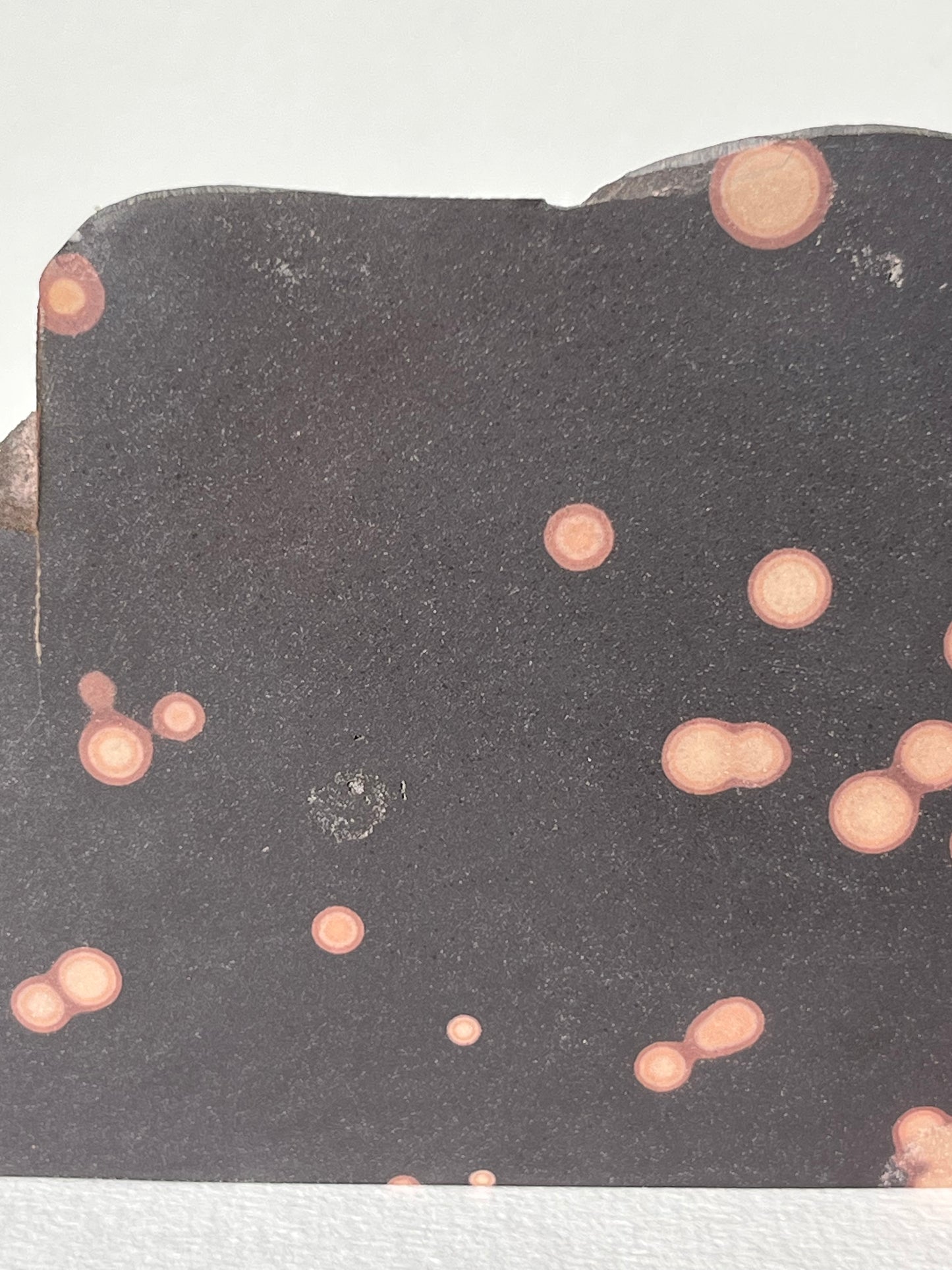 Astronomite Standing Polished Slab B