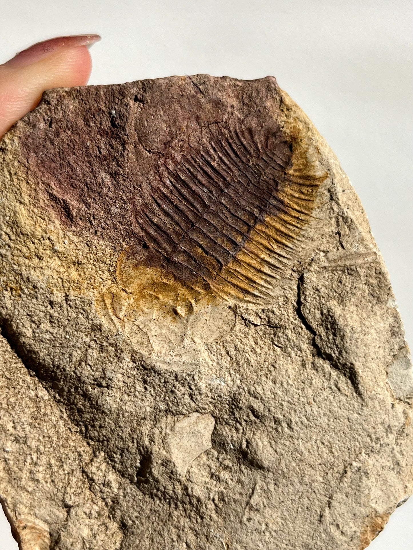 Trilobite Fossil Impression in Sedimentary Rock #1