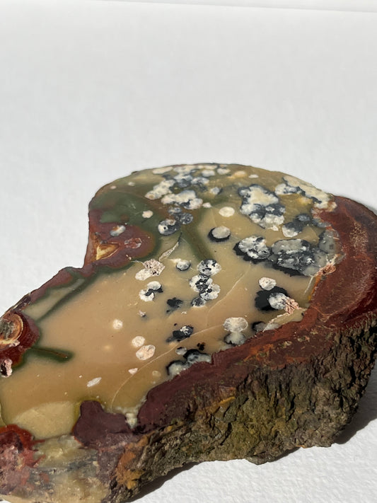 "Dandelion Trails" Batu Seniman Picture Jasper Polished Slab B